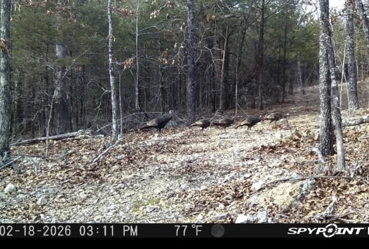 0000 Buck Ridge Lane Property Photo 8