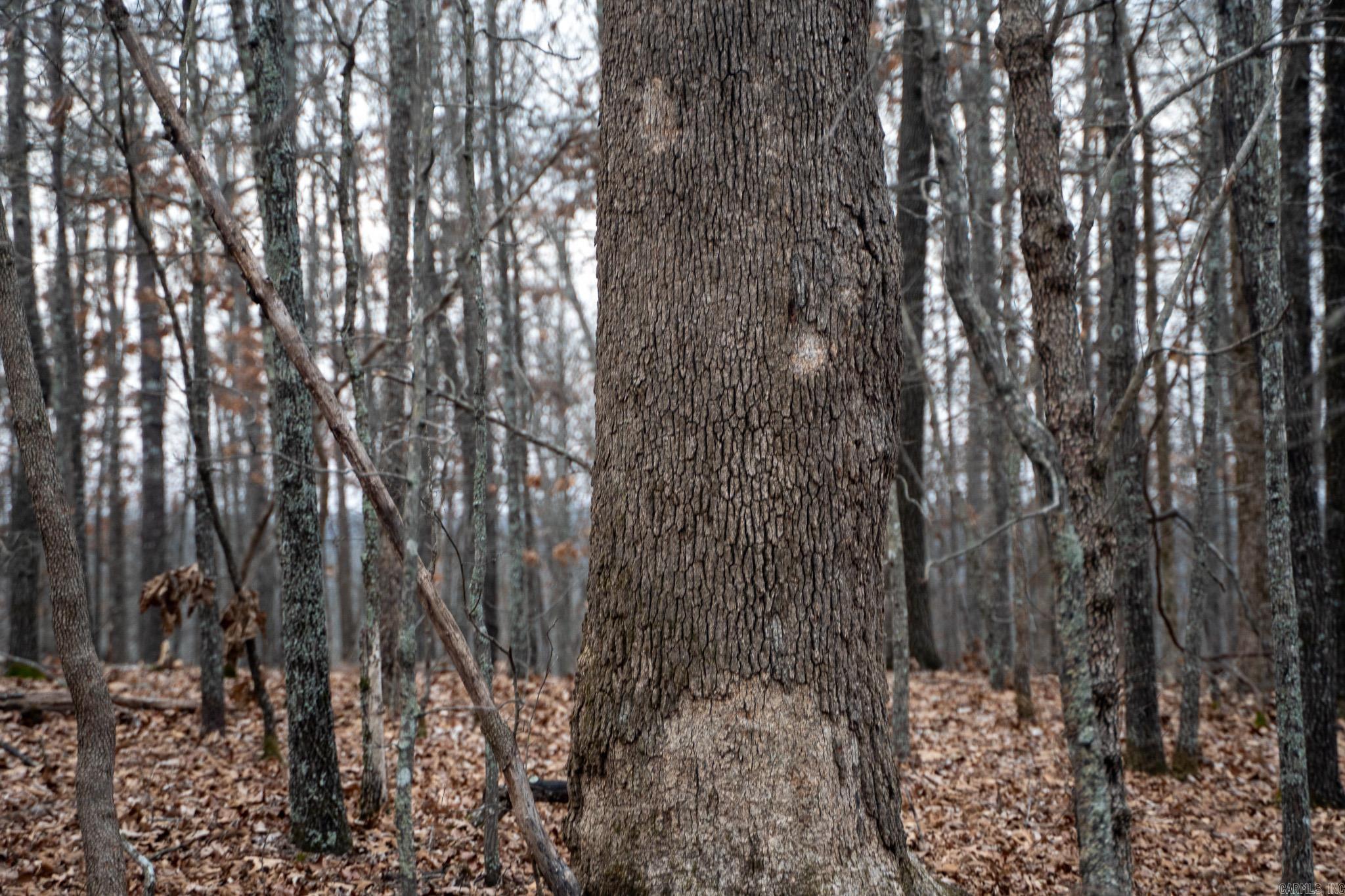 000 Nubbin Ridge Road Property Photo 38