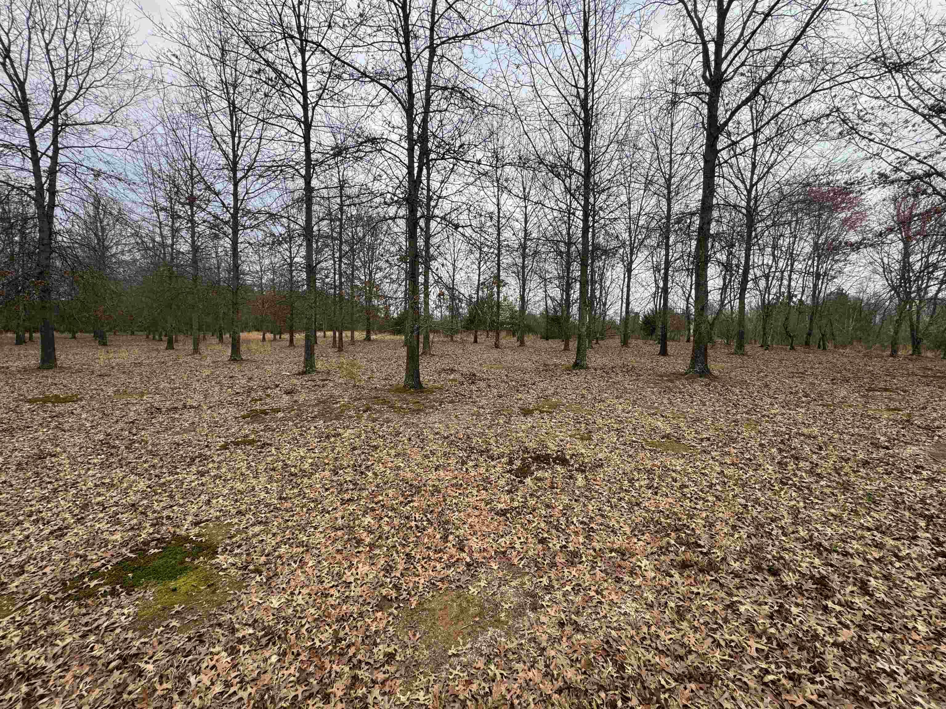 30r River Birch Drive Property Photo 4