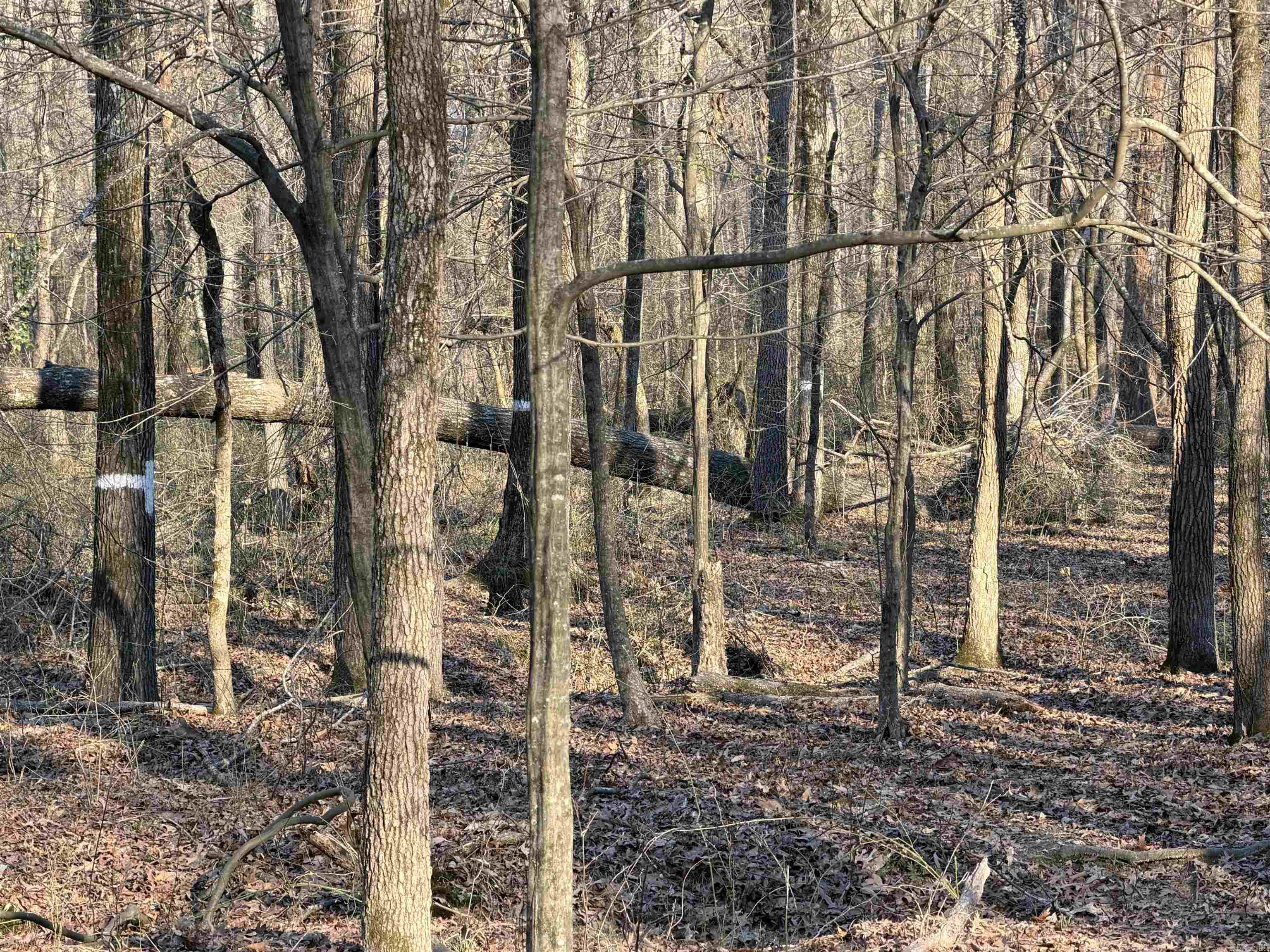 00 Highway 336 E Property Photo 3