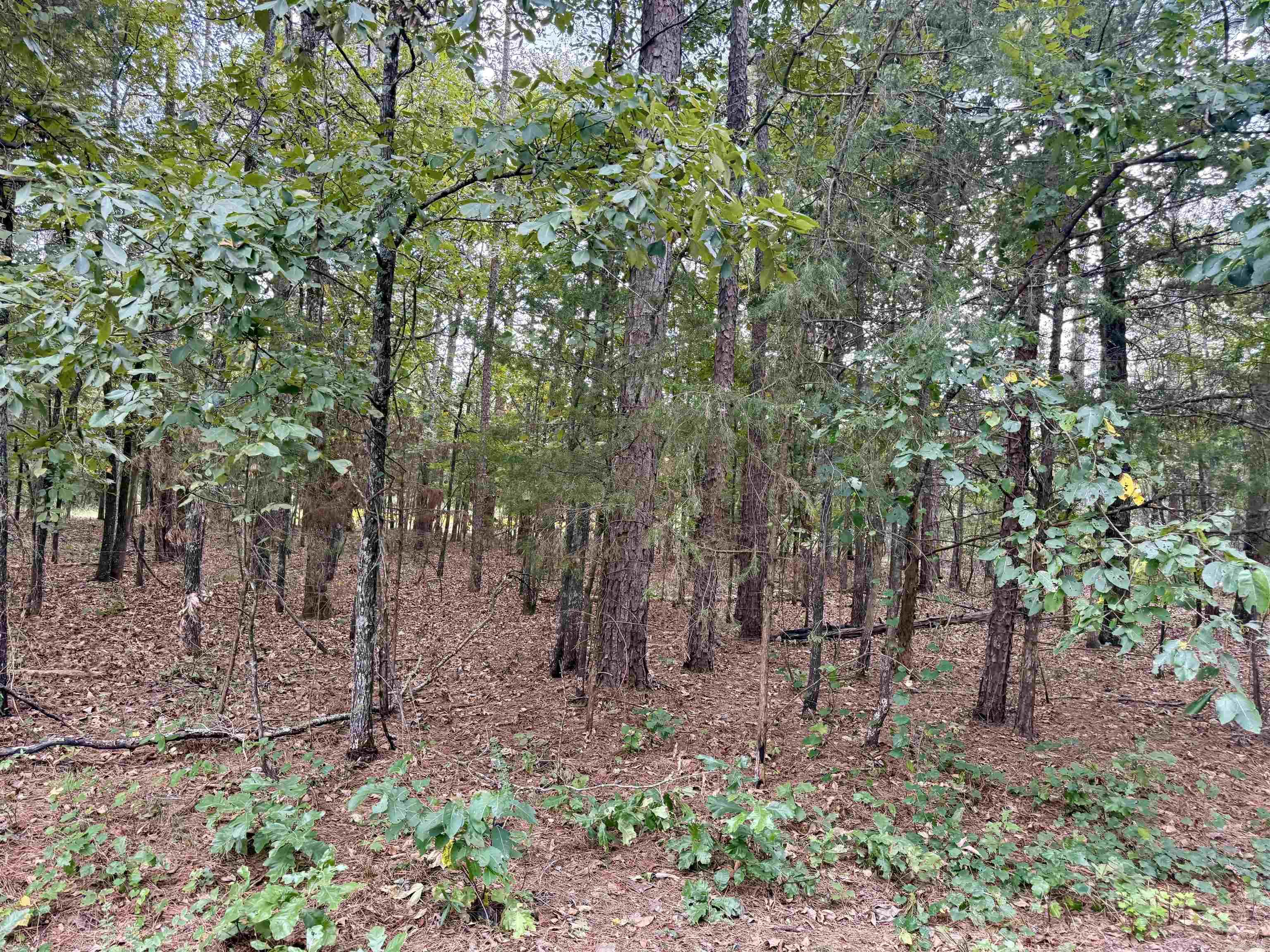 Lot 5 & 6 Ellen Property Photo 1