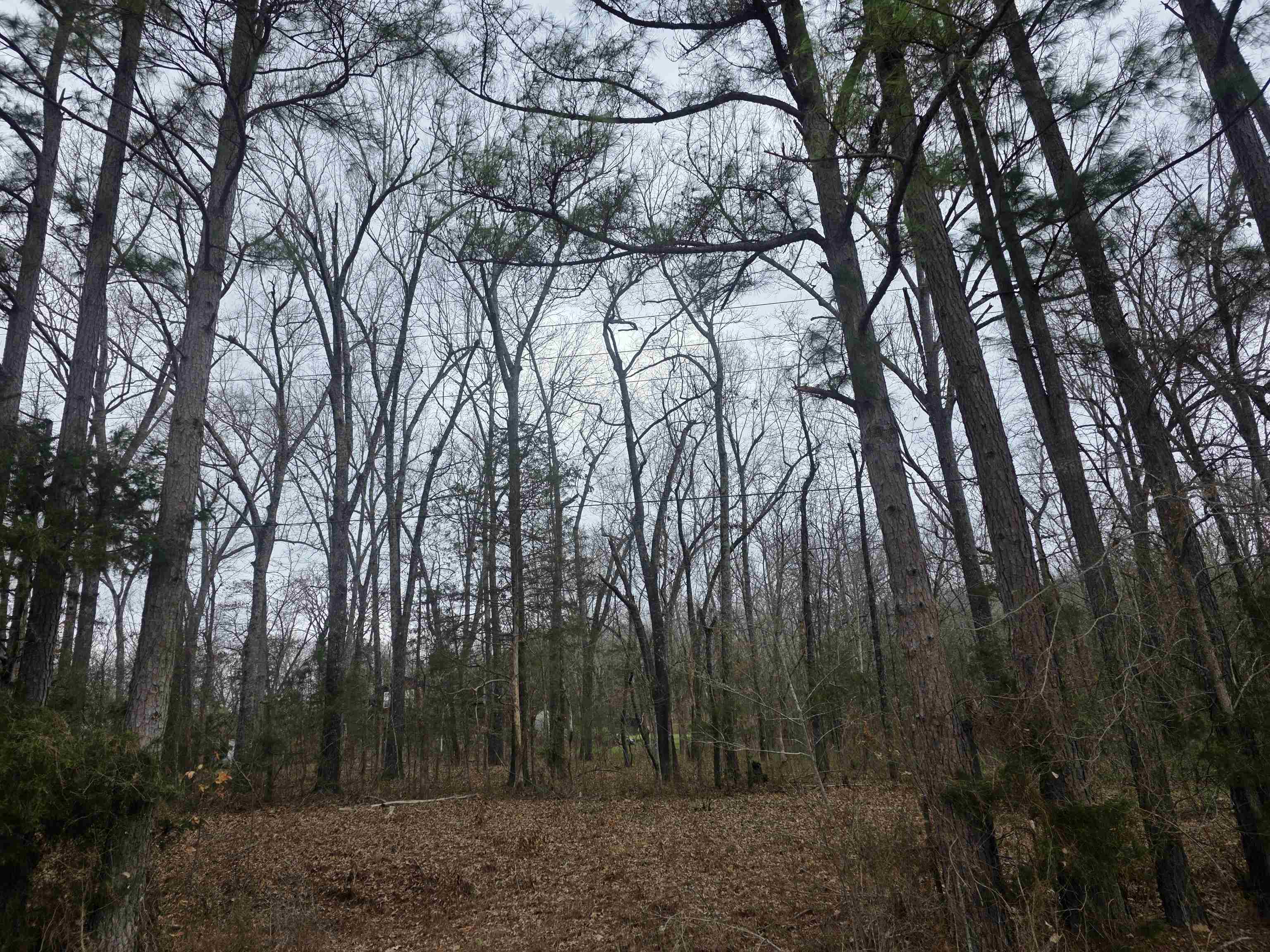 23 Lots Cherokee Village & Ozark Acres Property Photo 4