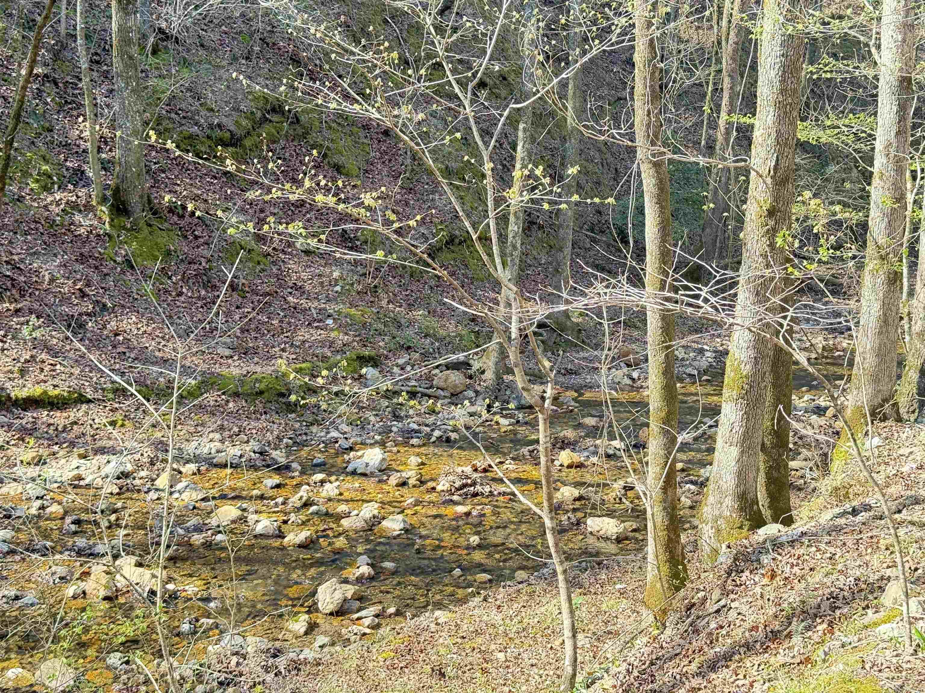 100 Acres Jones Valley Property Photo 7