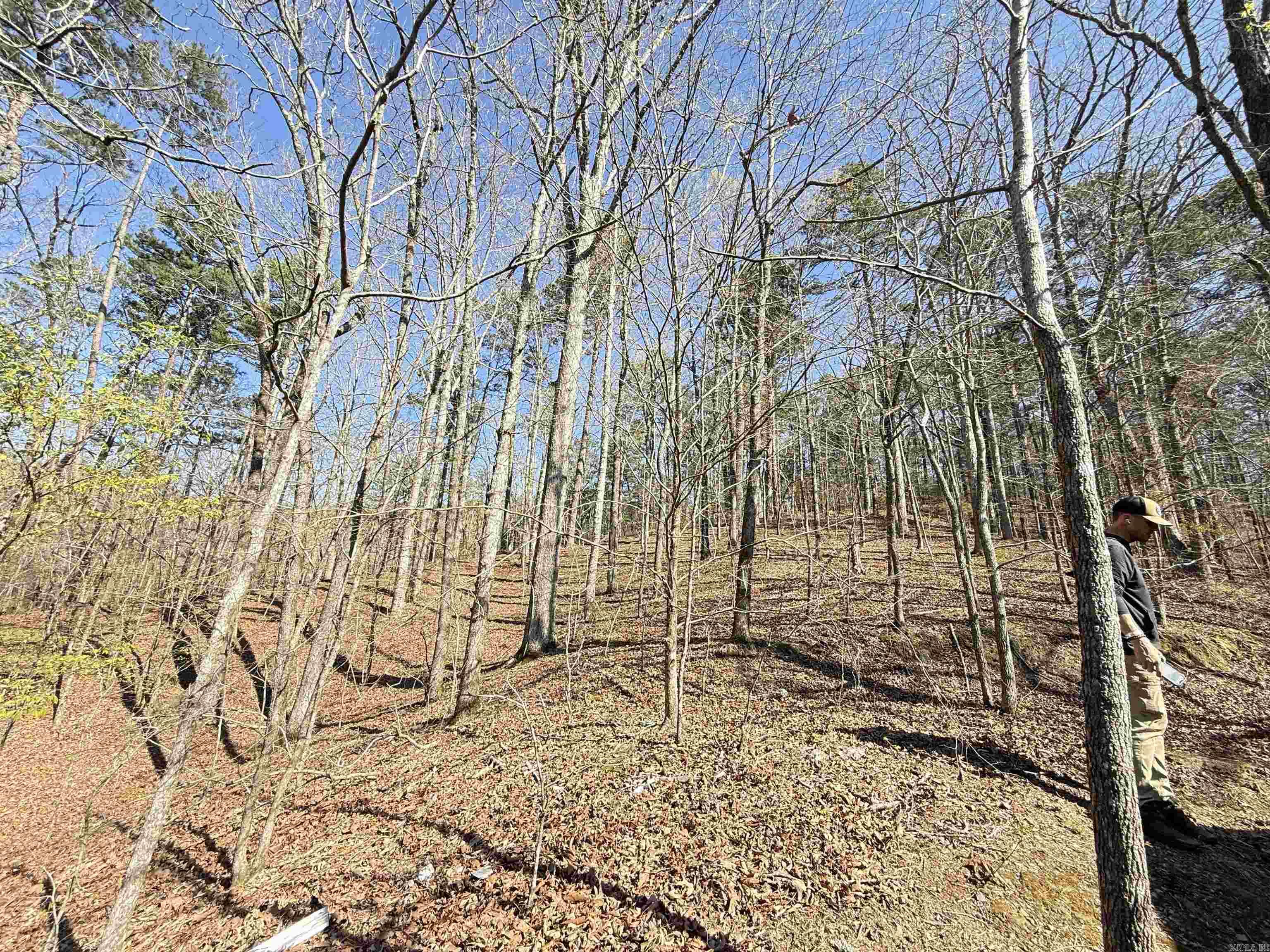 100 Acres Jones Valley Property Photo 11