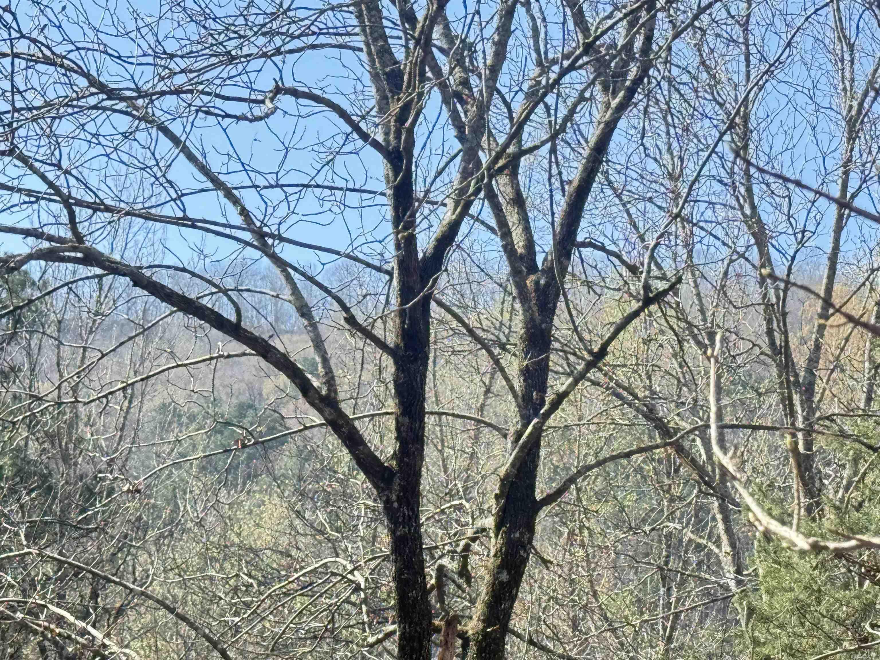 100 Acres Jones Valley Property Photo 13