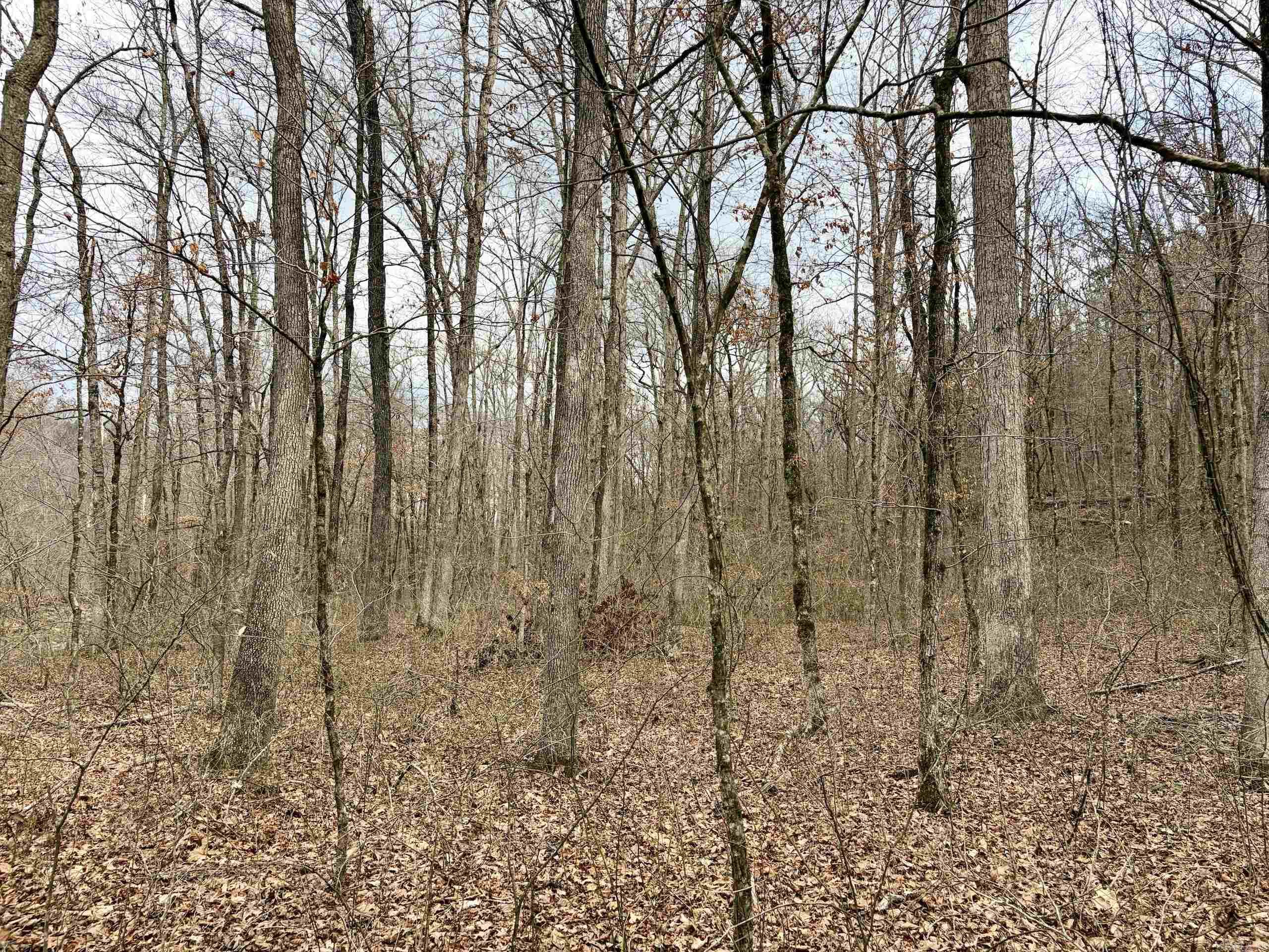 000 Watson Rd Property Photo 35
