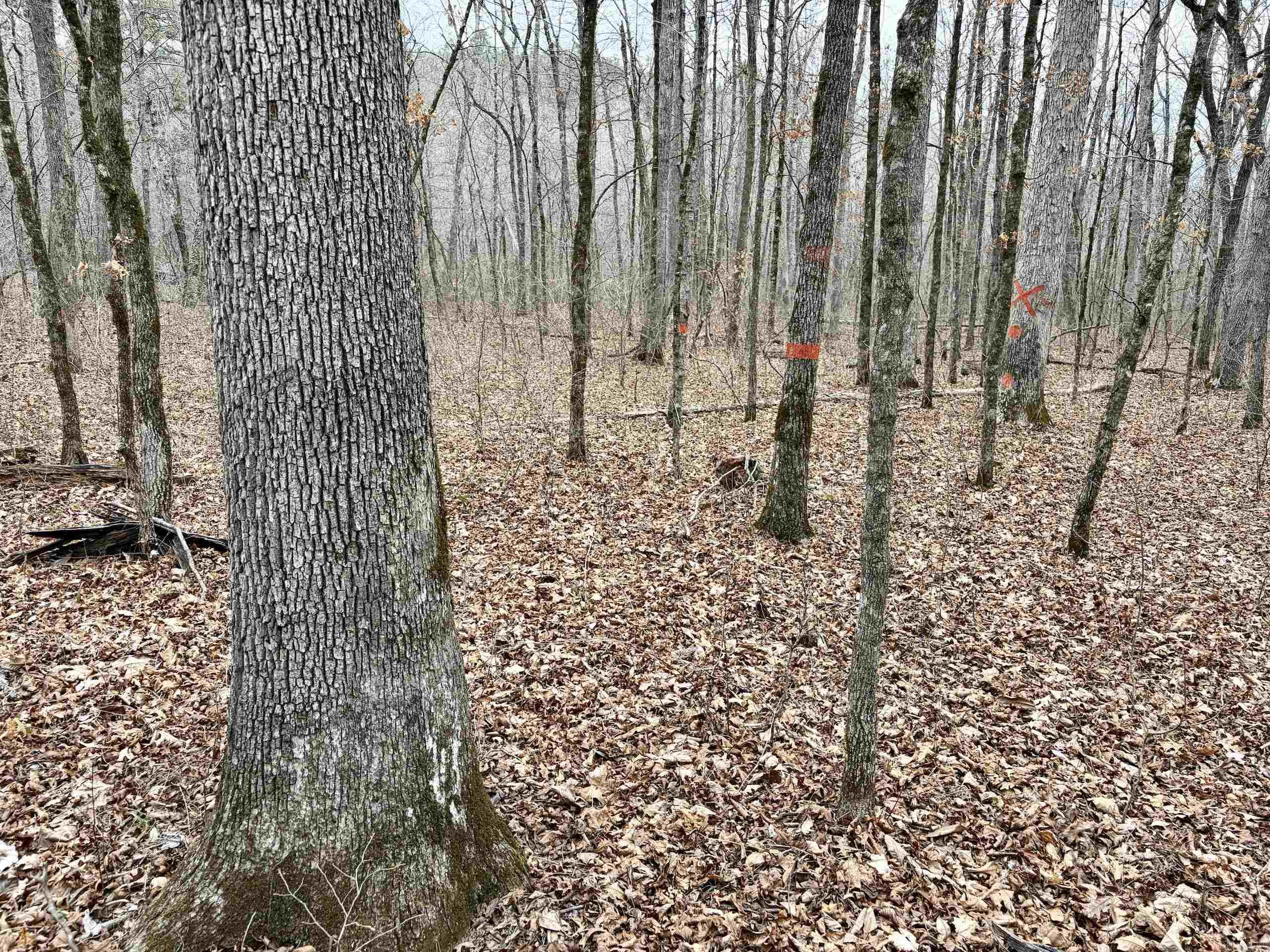 000 Watson Rd Property Photo 38