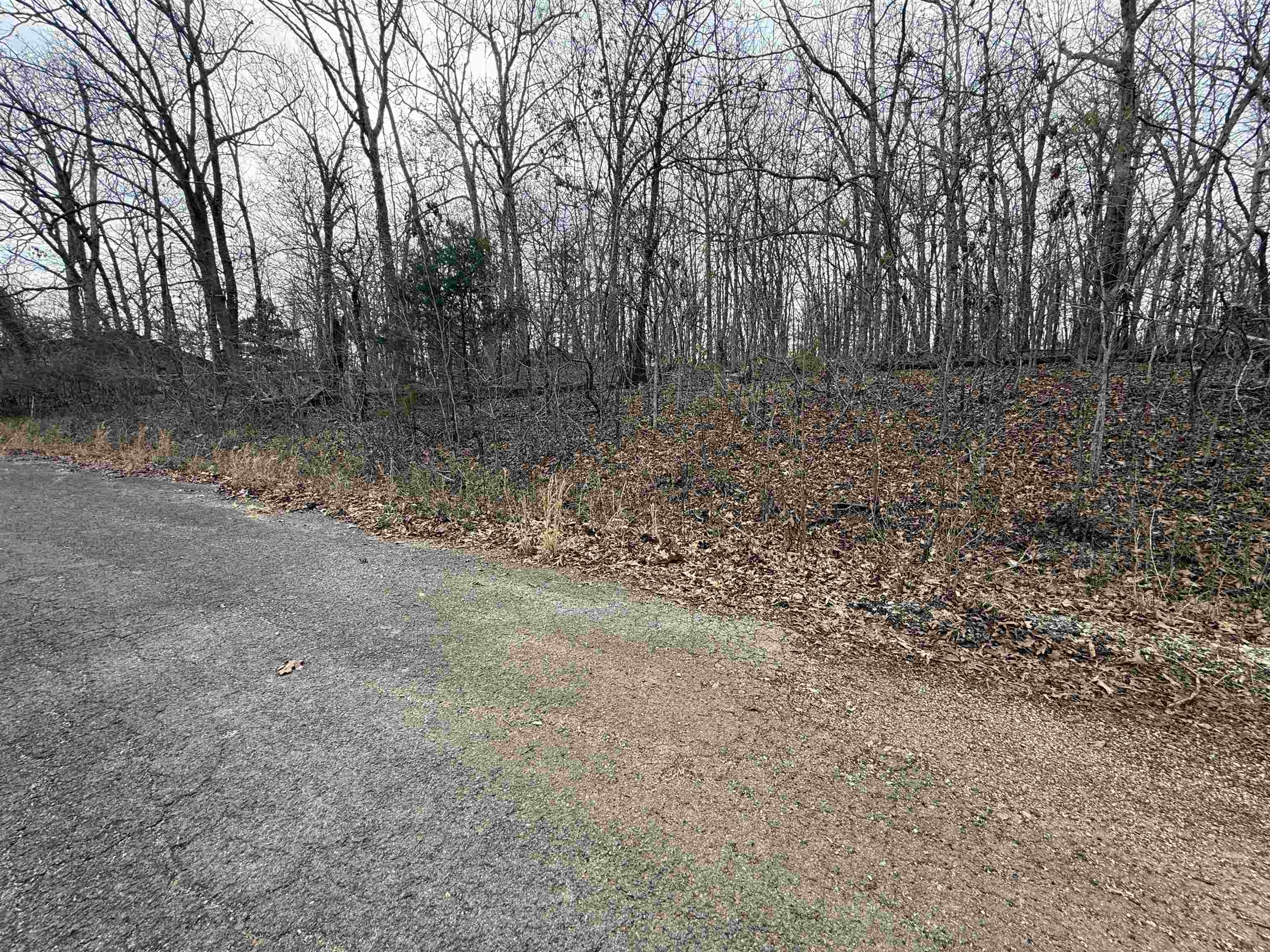 Tbd Will Scarlet Property Photo 2