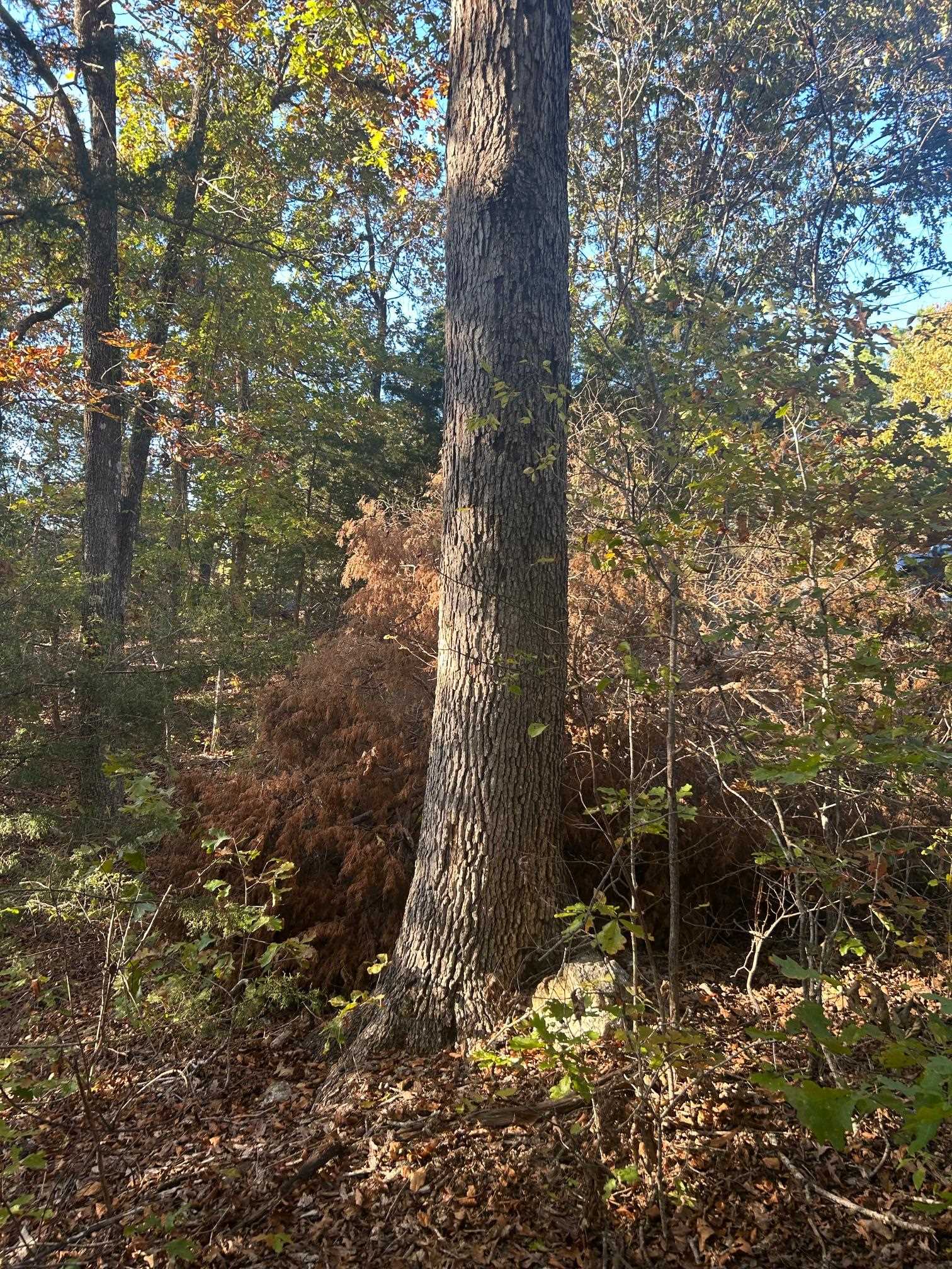 Tbd Cr 146 Property Photo 5