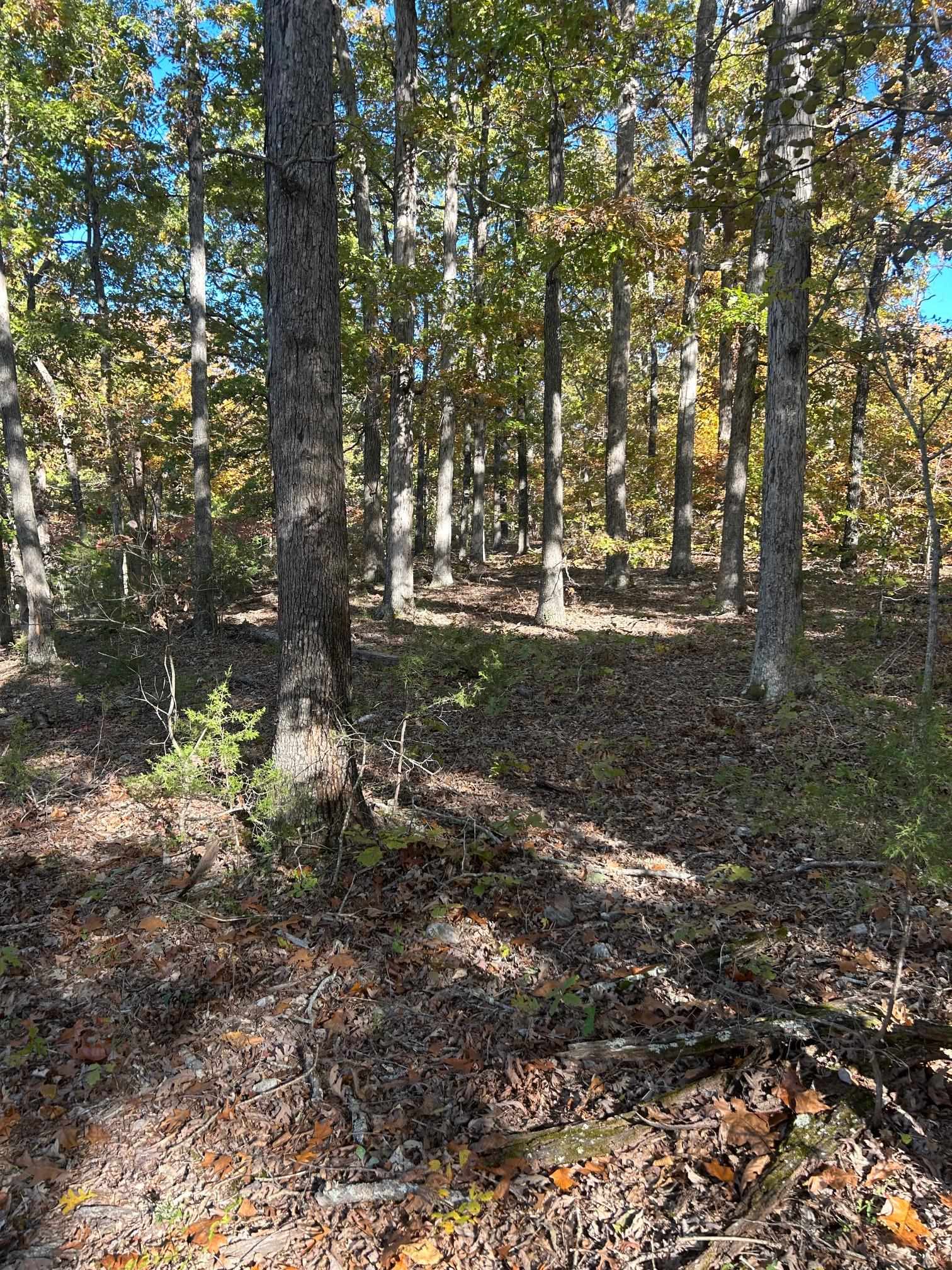 Tbd Cr 146 Property Photo 7