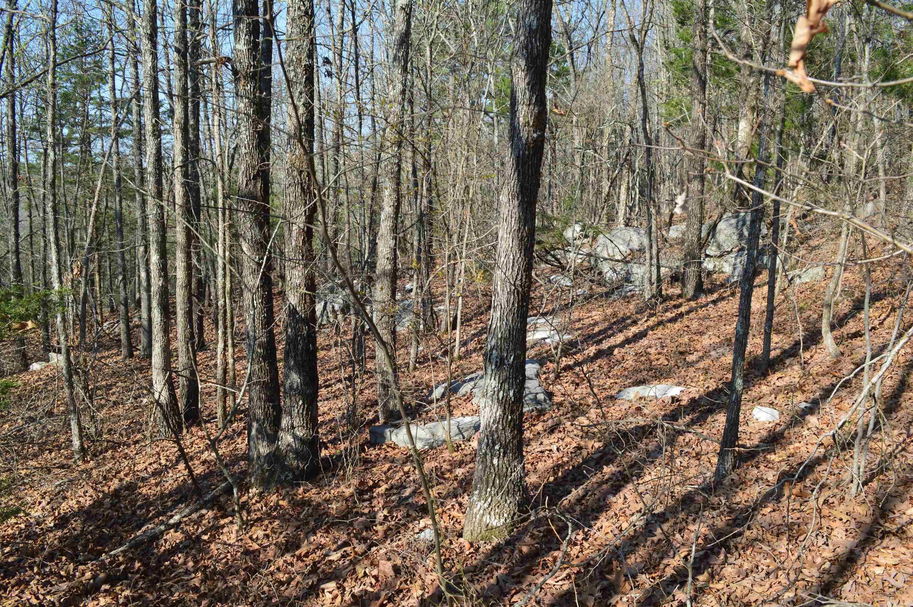 000 Schnauzer Ln Property Photo 17