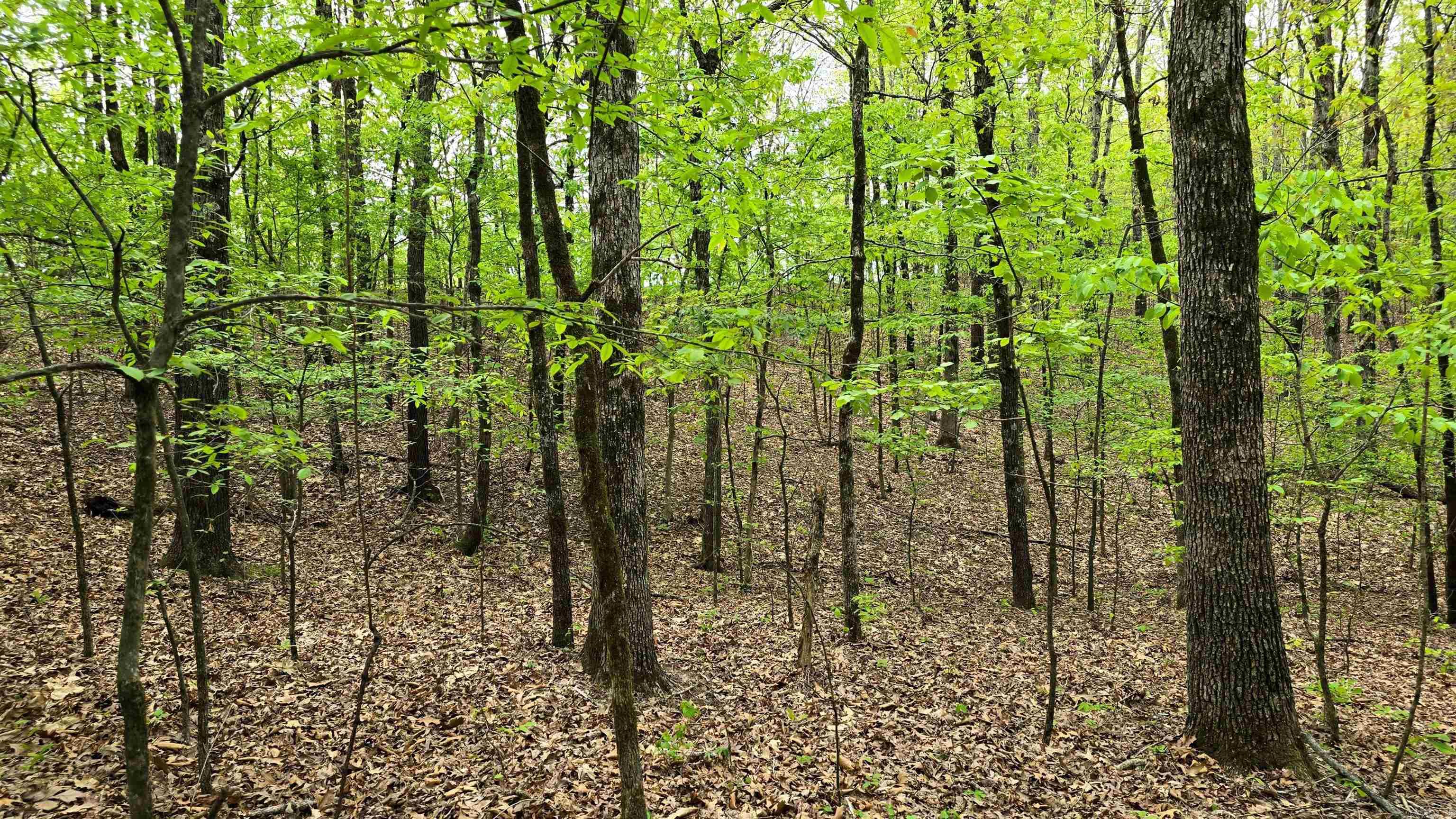 20962 Distress Creek Rd Property Photo 7