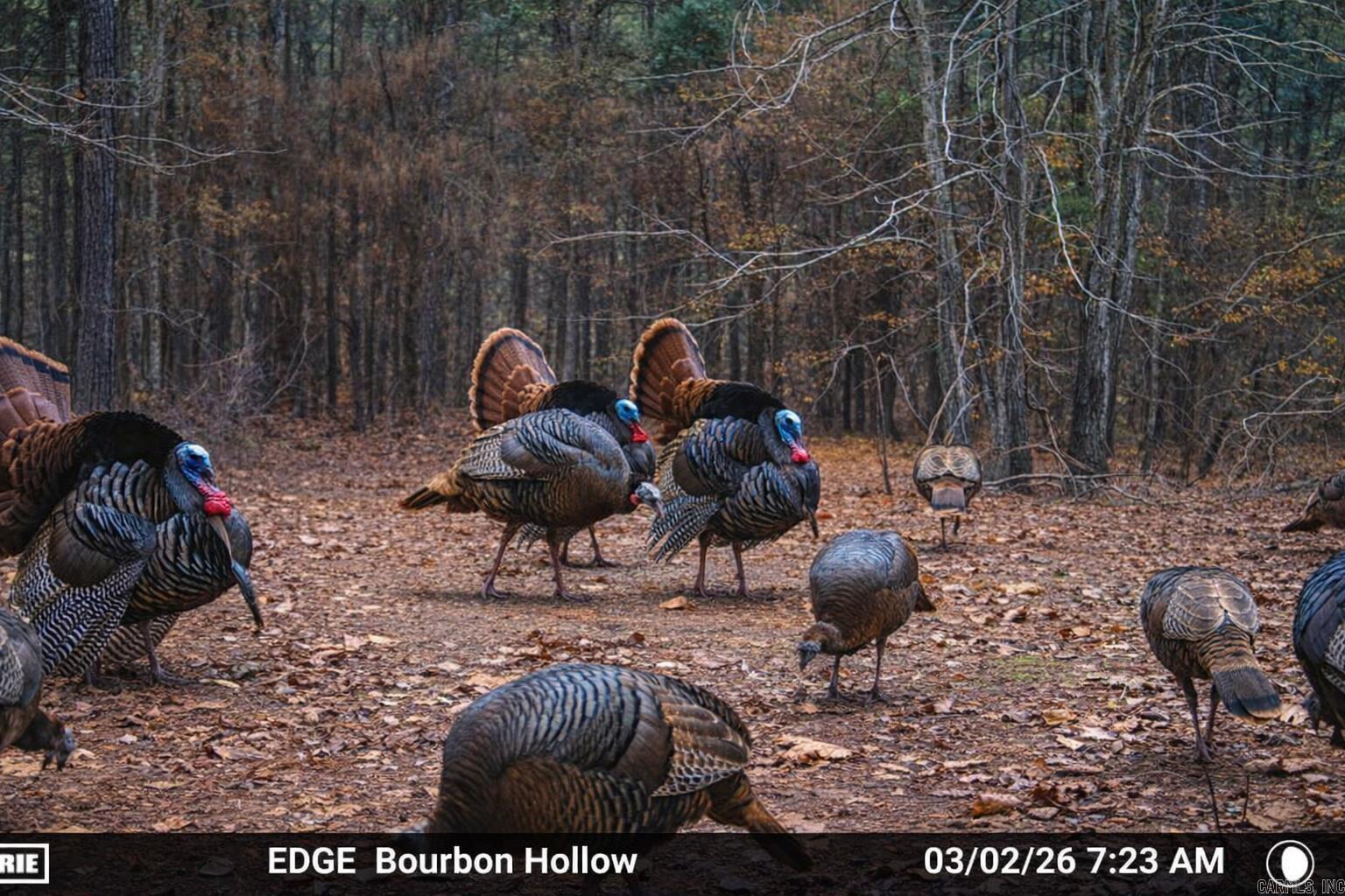 00 Ross Hollow Road Property Photo 15