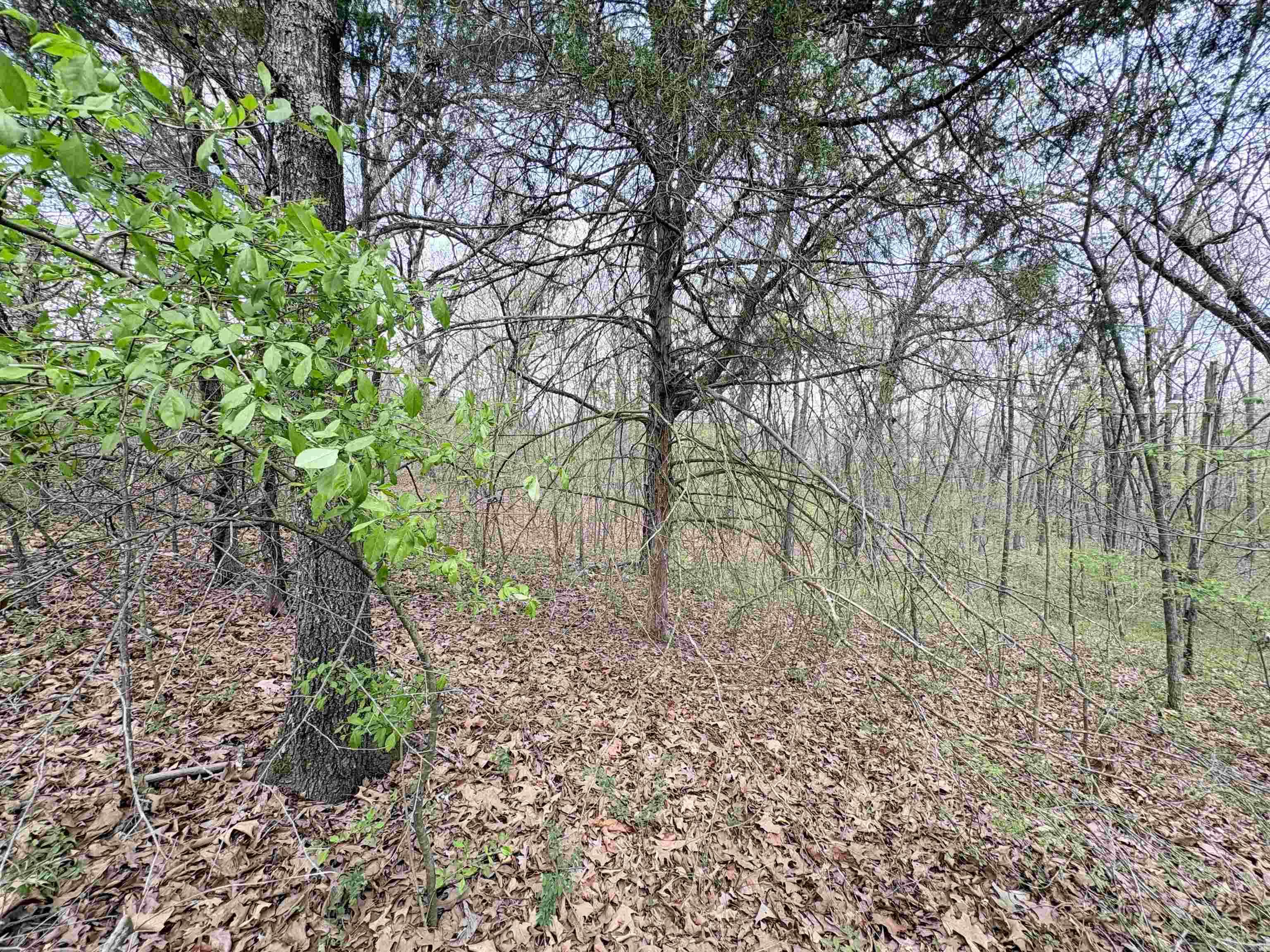 42 Clay 43 Road Property Photo 11