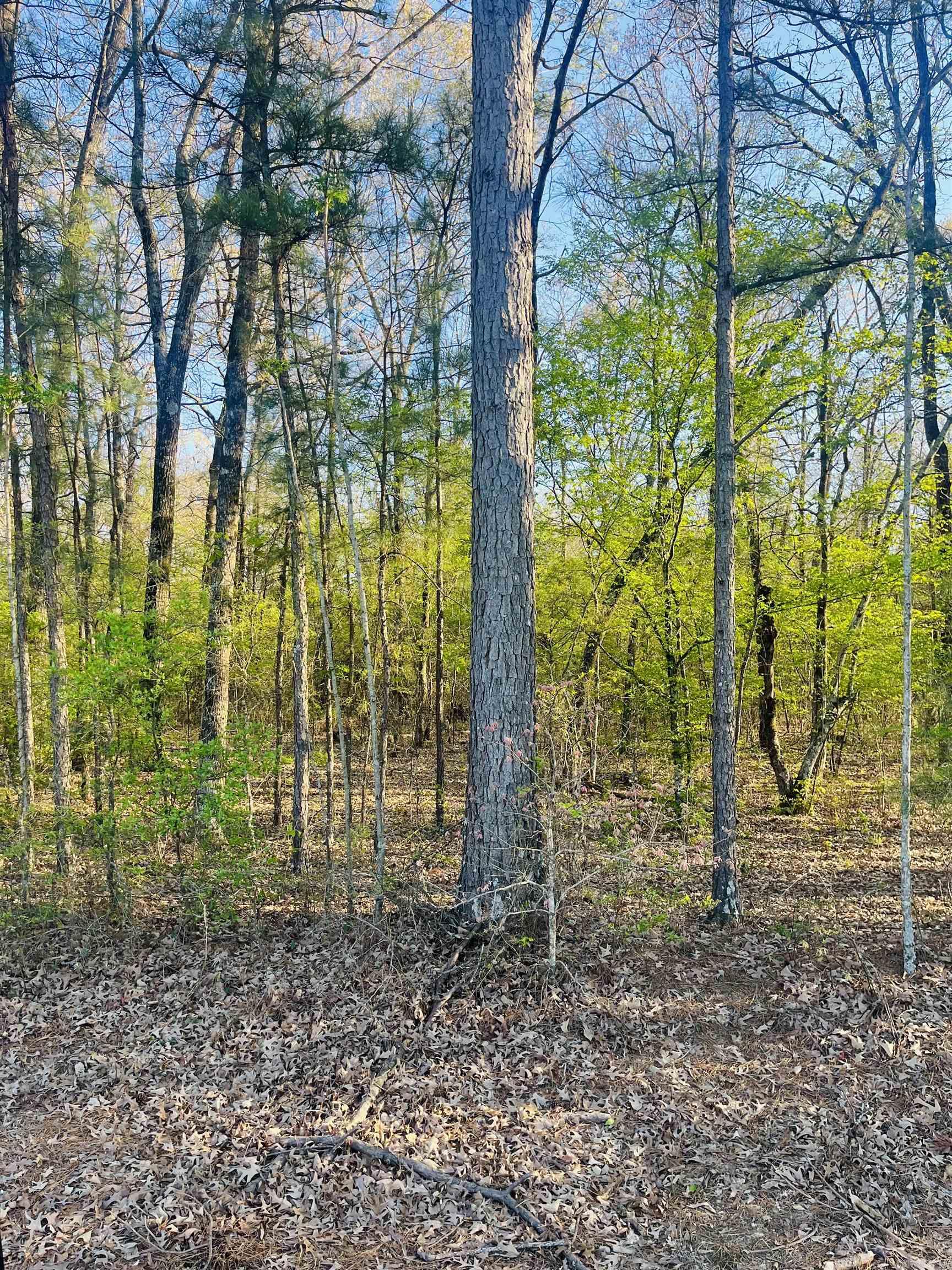 Hoover Lane Property Photo 2