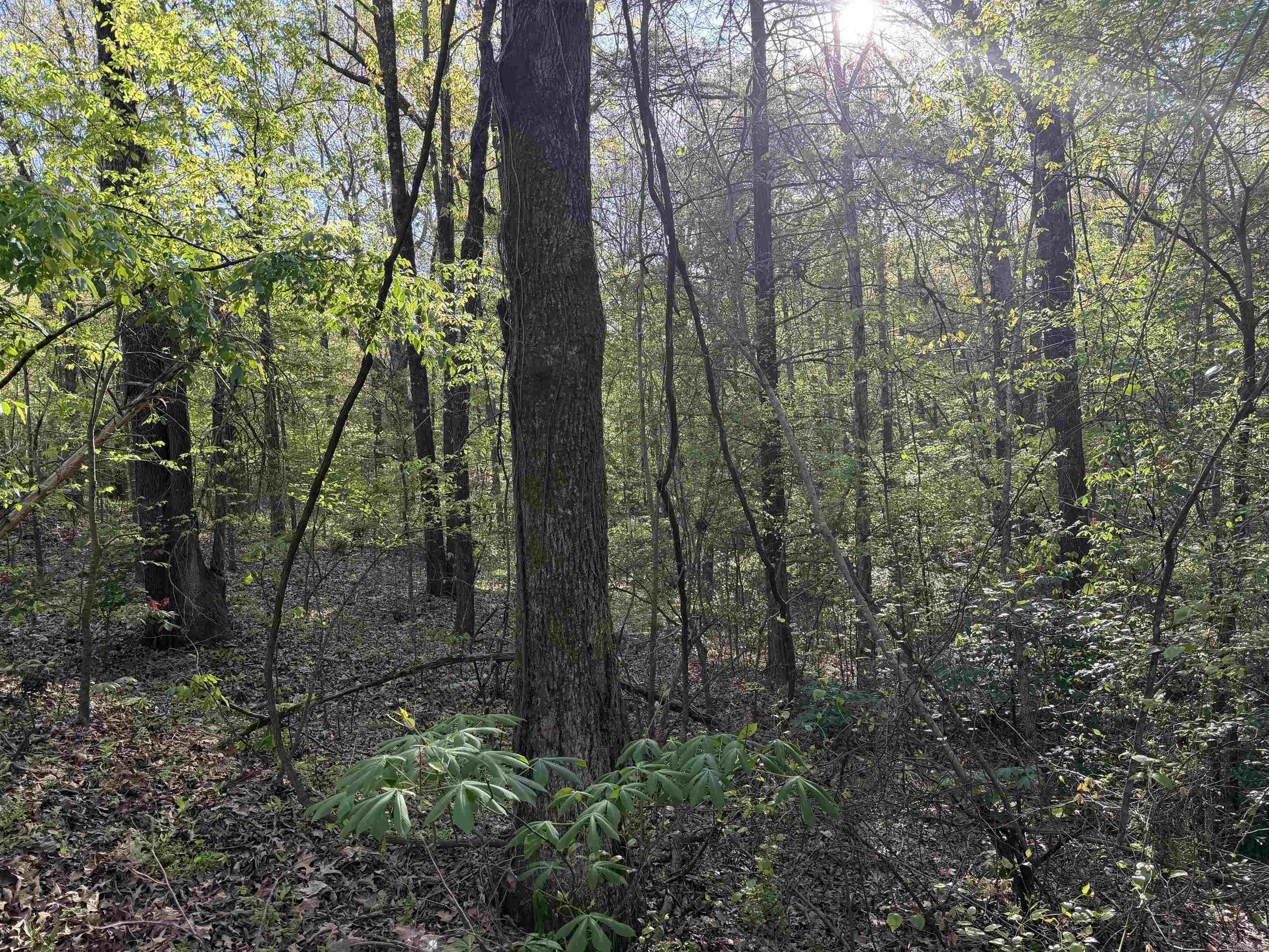 991 Clay 456 Road Property Photo 5