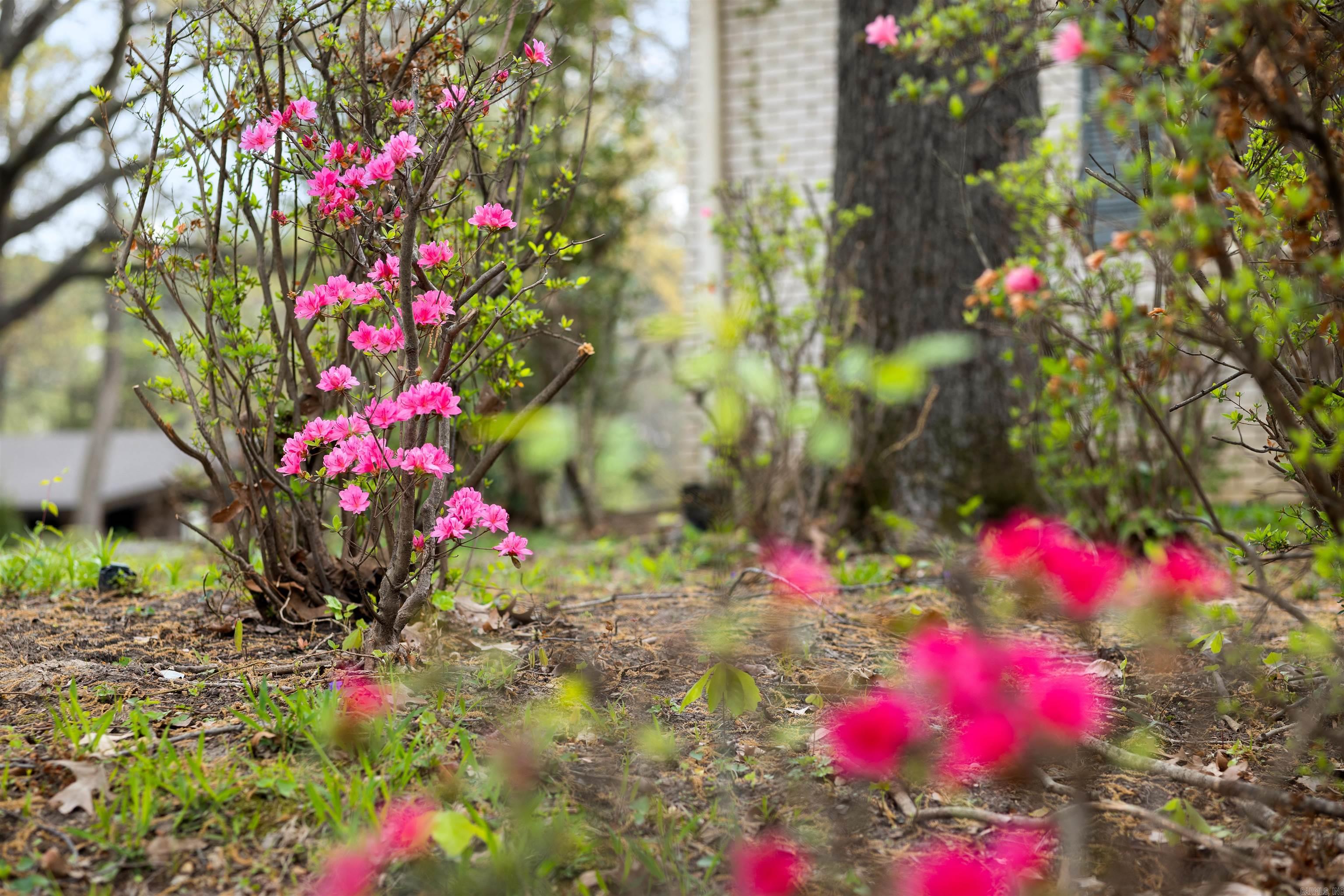 1407 Redbud Property Photo 9