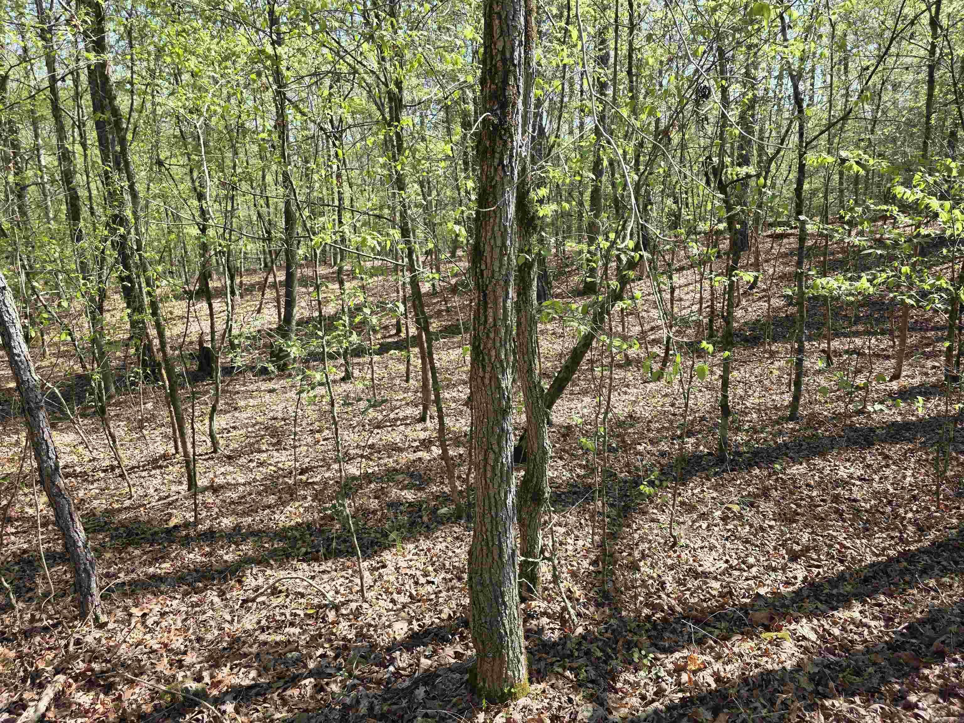 Tbd Shawmut Road Property Photo 23
