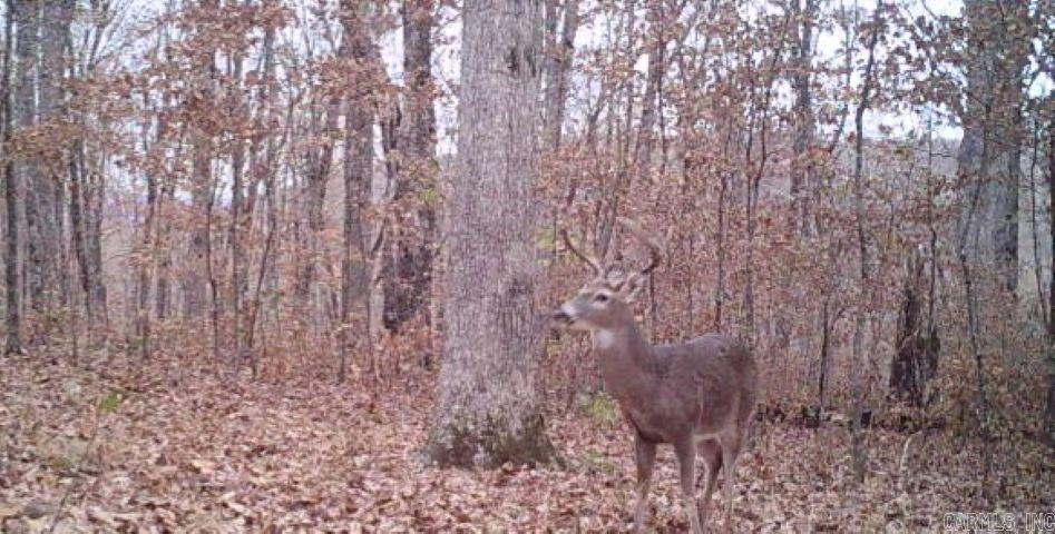 000 Fs 1548 Forest Property Photo 2