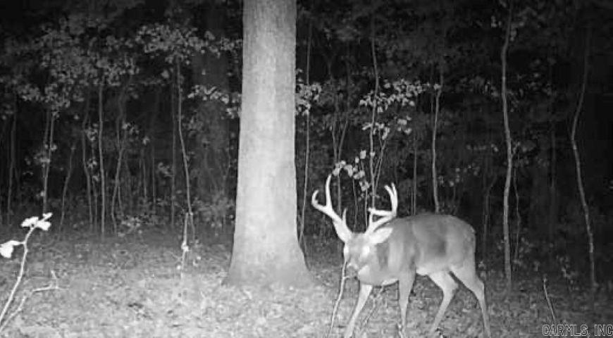 000 Fs 1548 Forest Property Photo 6