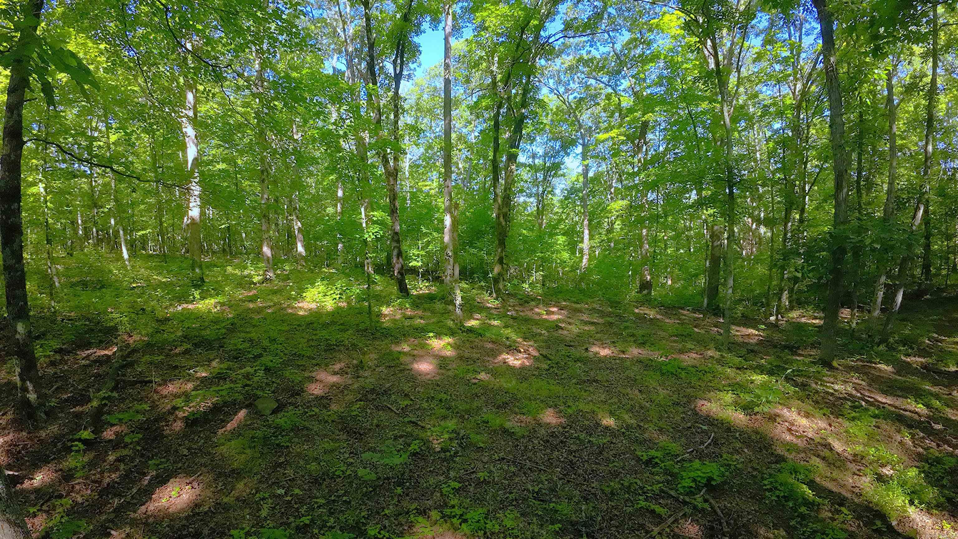 000 Fs 1548 Forest Property Photo 11