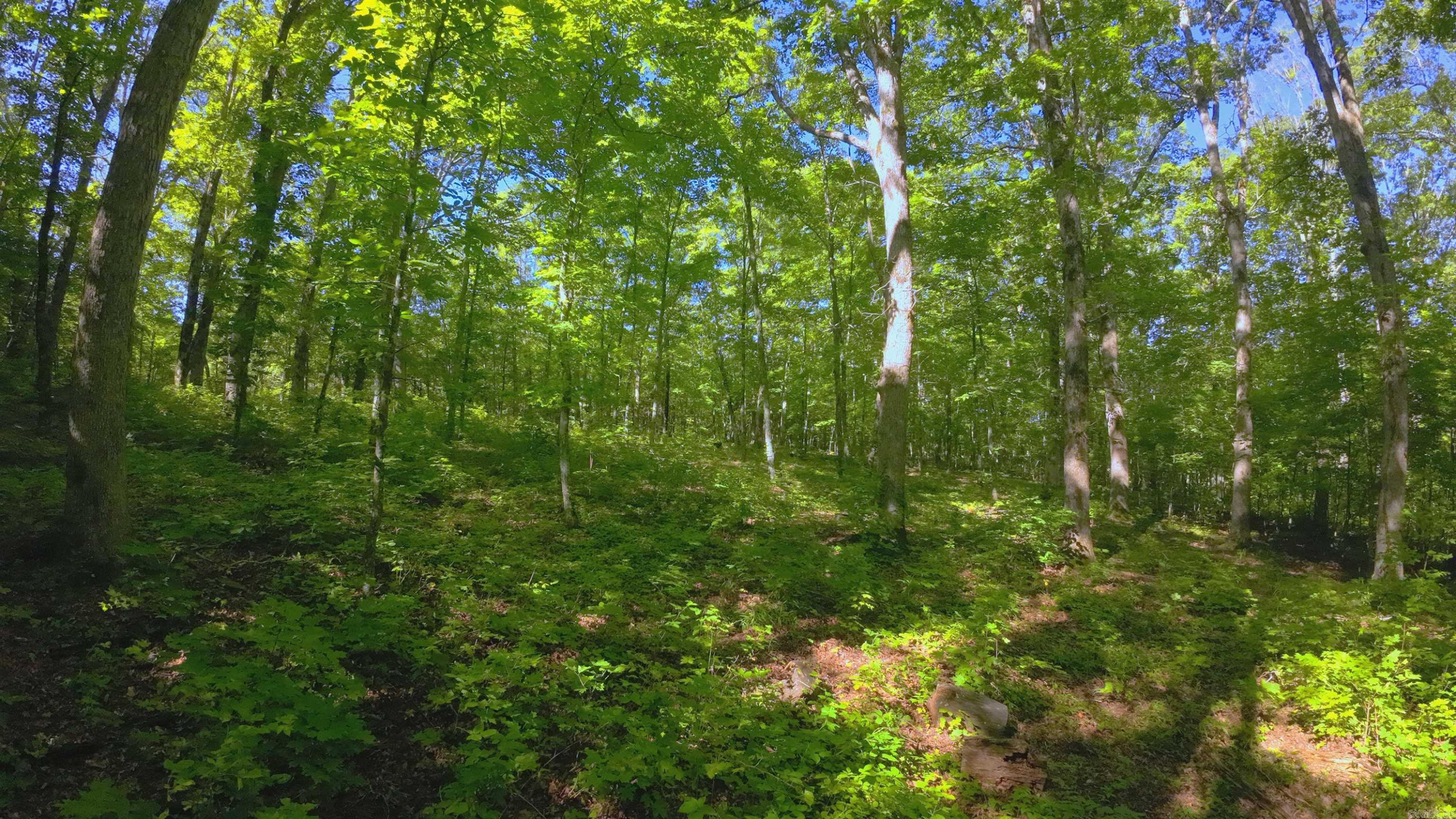 000 Fs 1548 Forest Property Photo 12