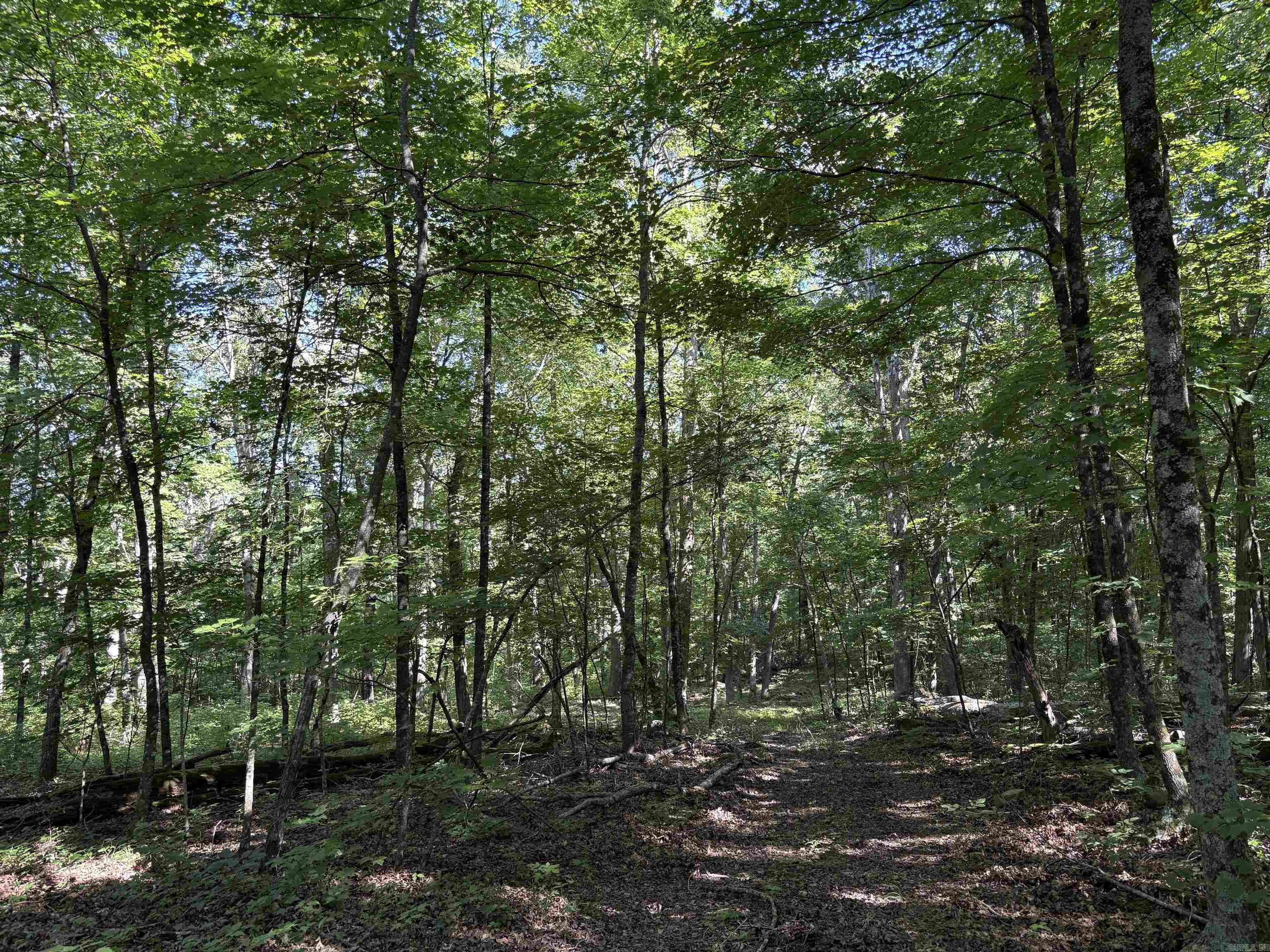 000 Fs 1548 Forest Property Photo 15