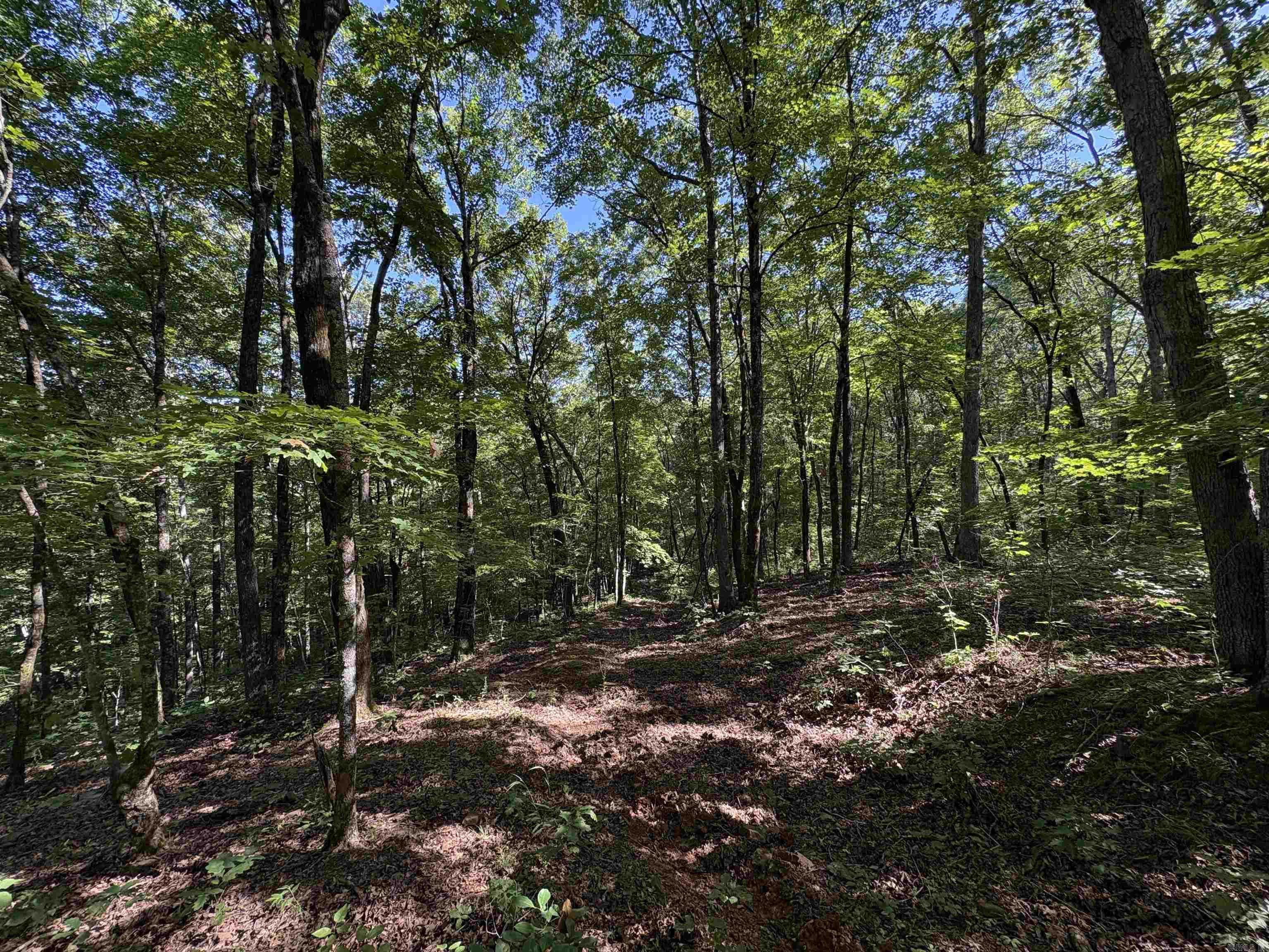 000 Fs 1548 Forest Property Photo 16