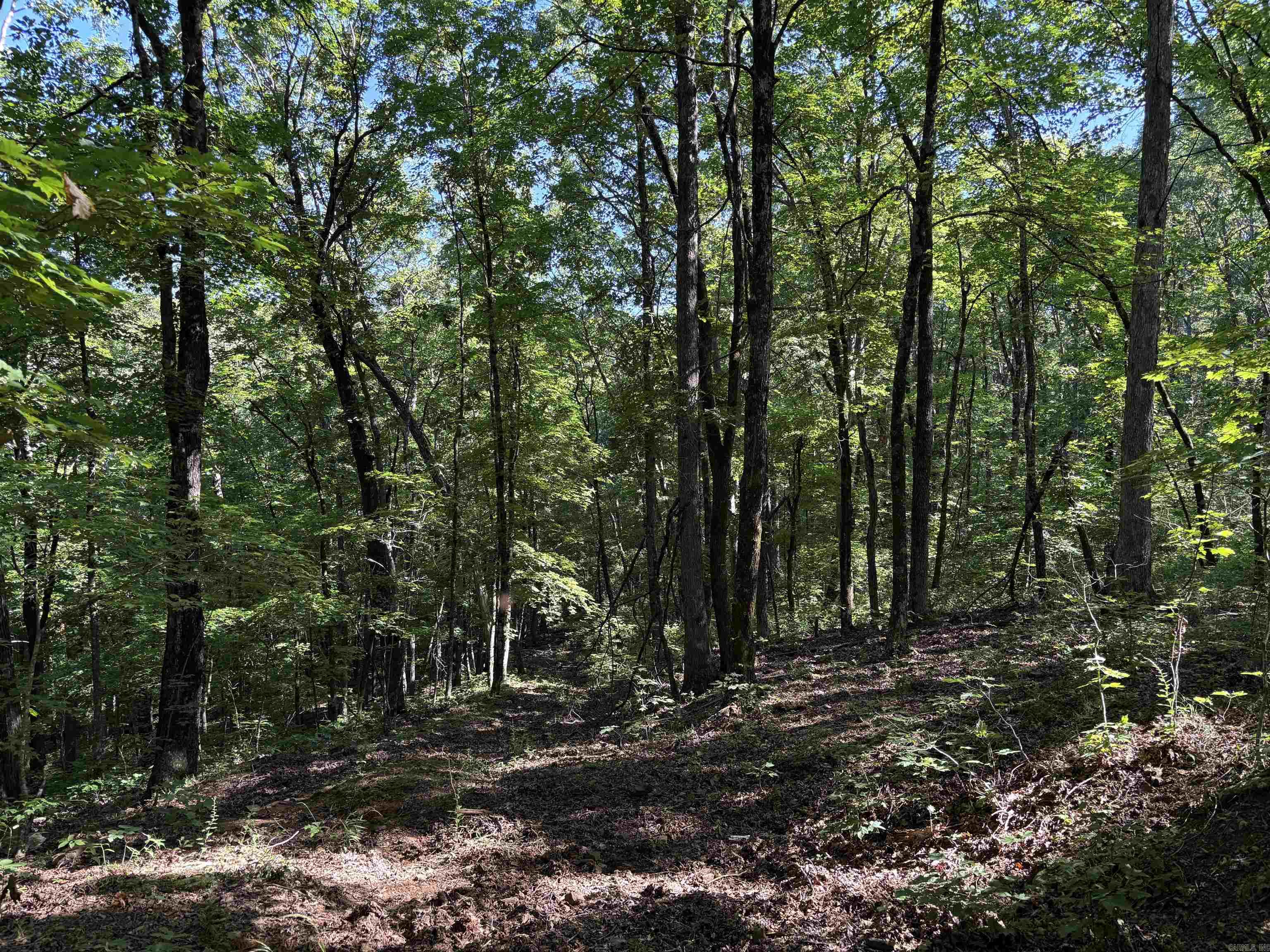 000 Fs 1548 Forest Property Photo 17