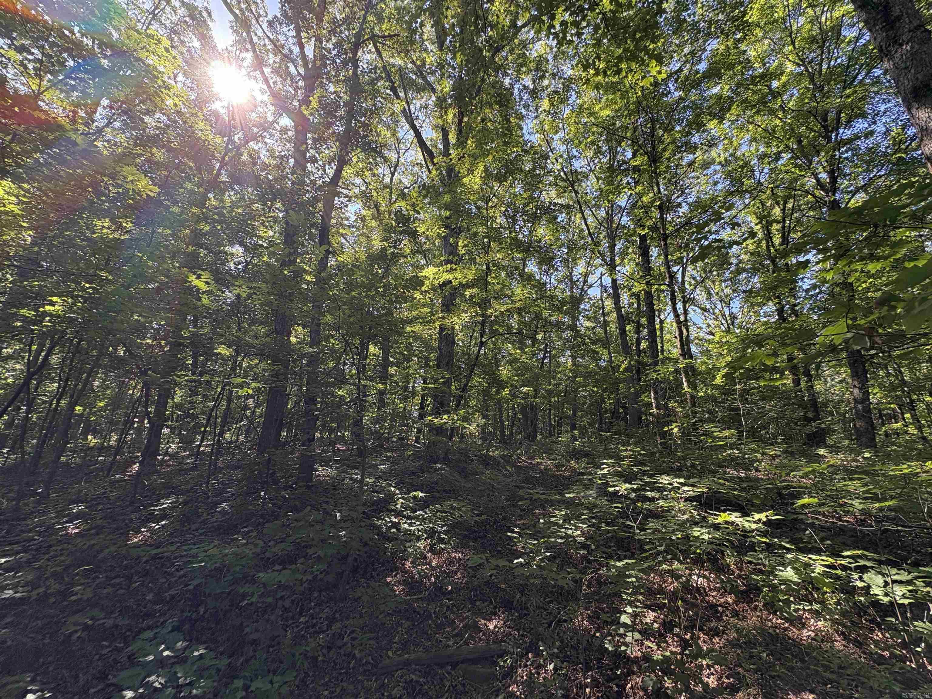 000 Fs 1548 Forest Property Photo 19