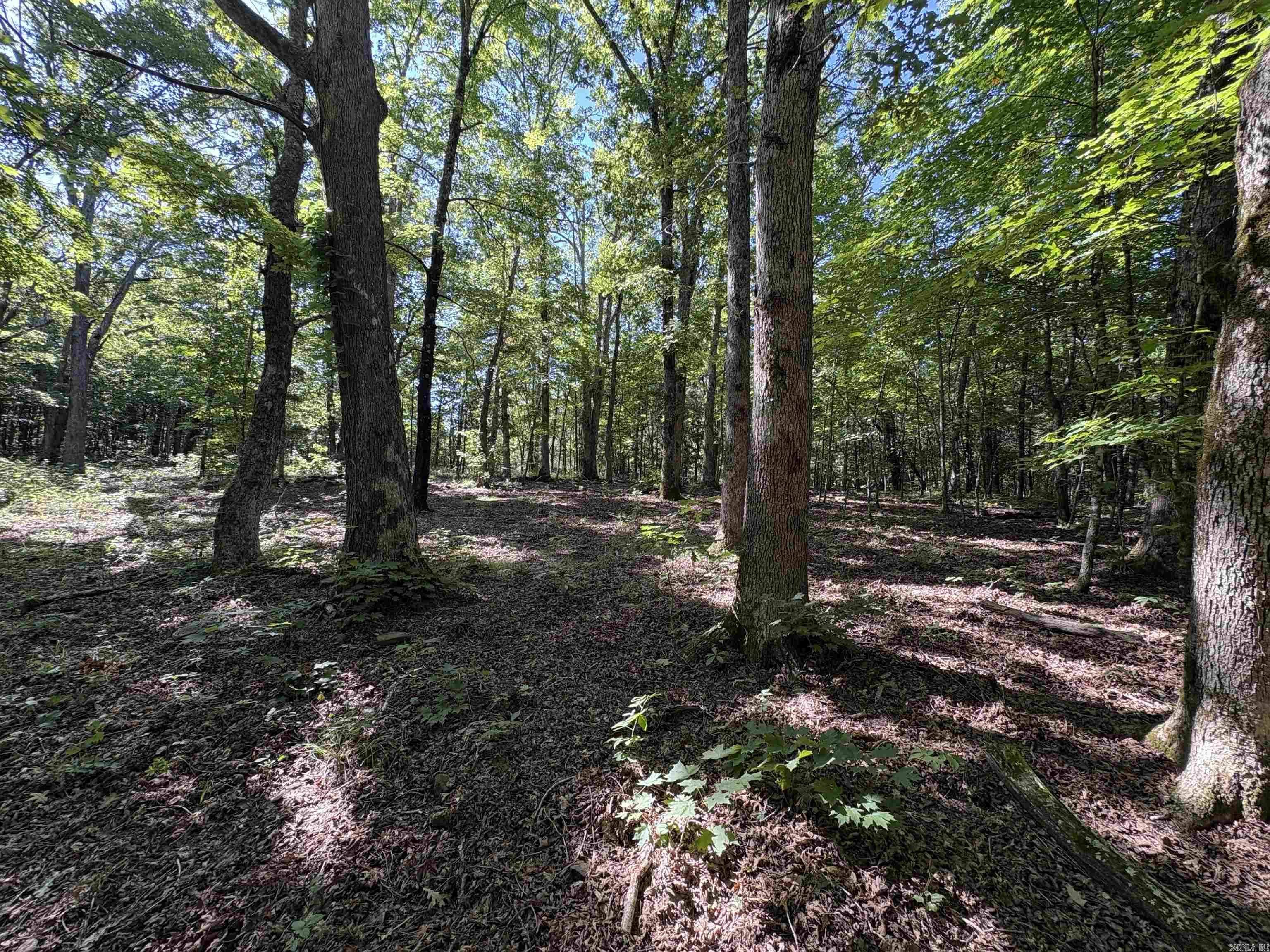 000 Fs 1548 Forest Property Photo 20