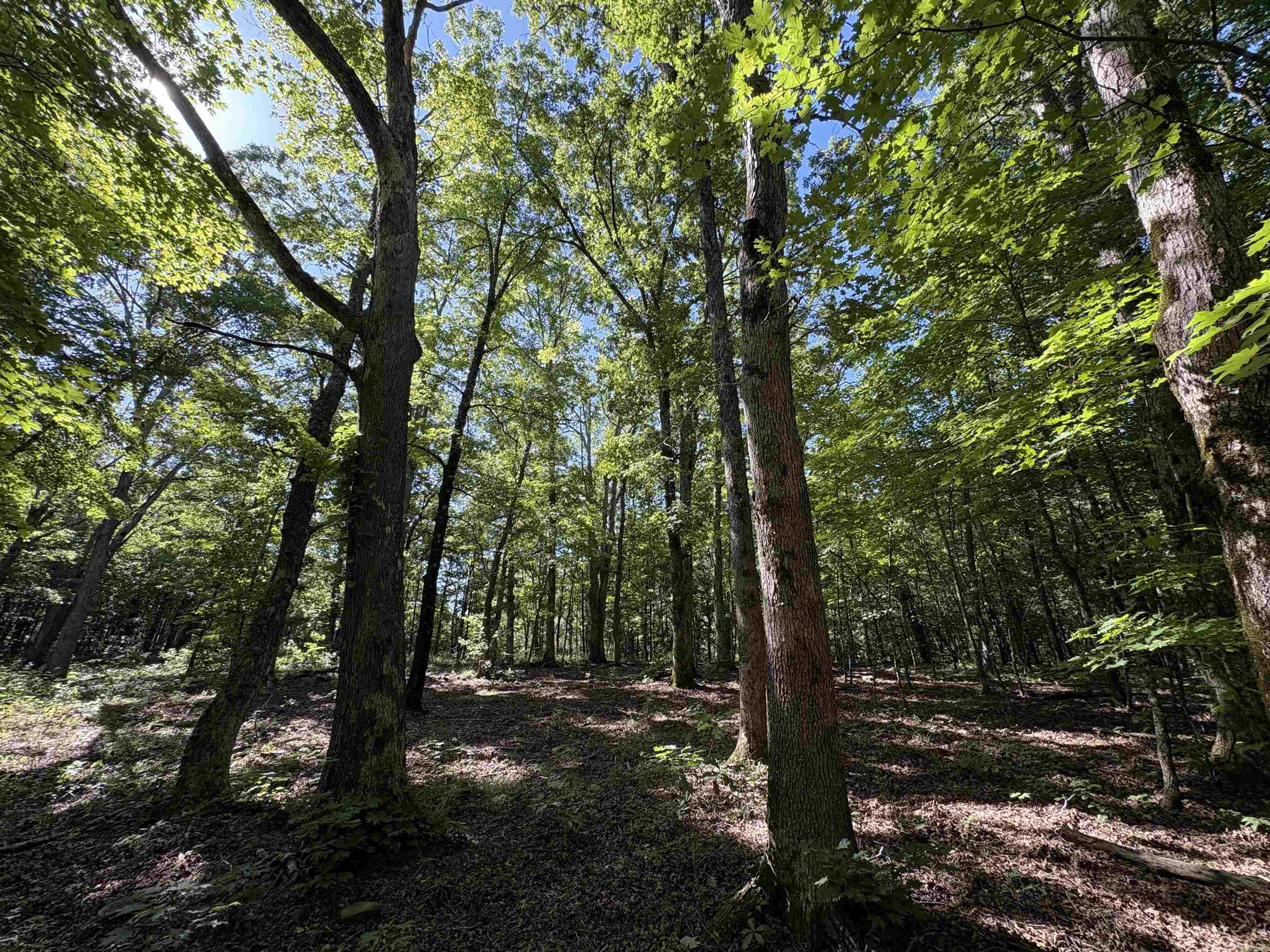 000 Fs 1548 Forest Property Photo 21