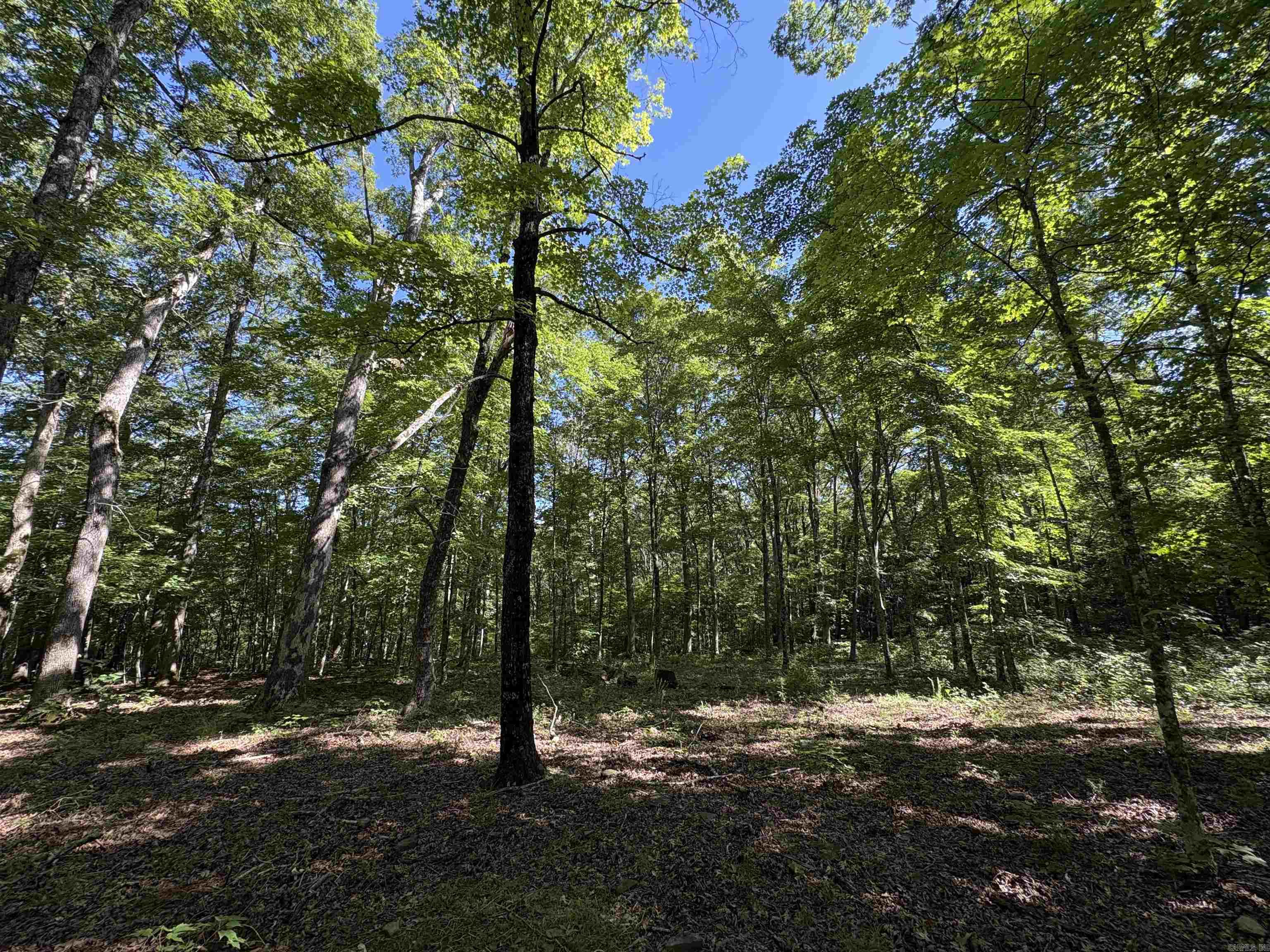000 Fs 1548 Forest Property Photo 22