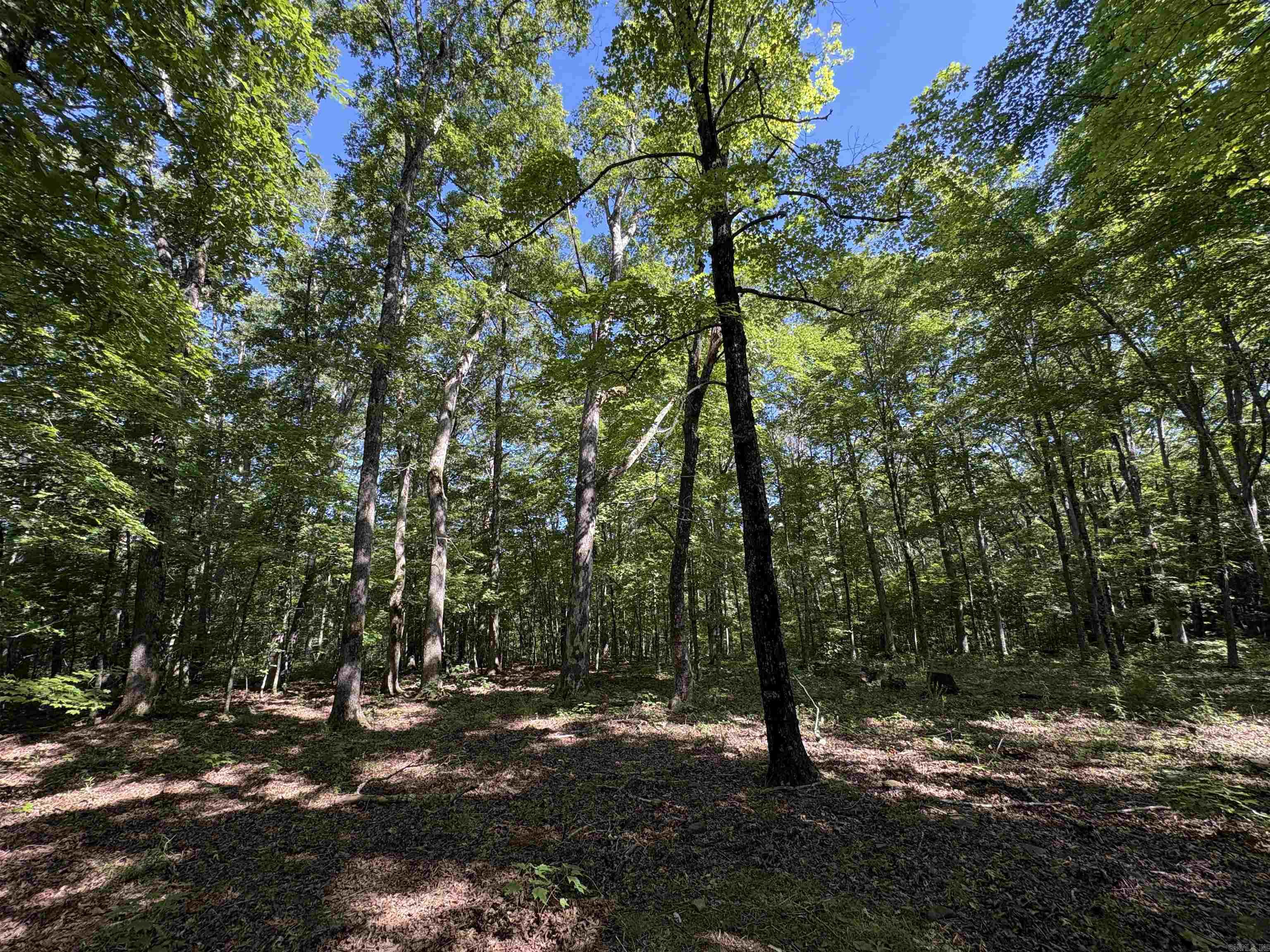 000 Fs 1548 Forest Property Photo 23
