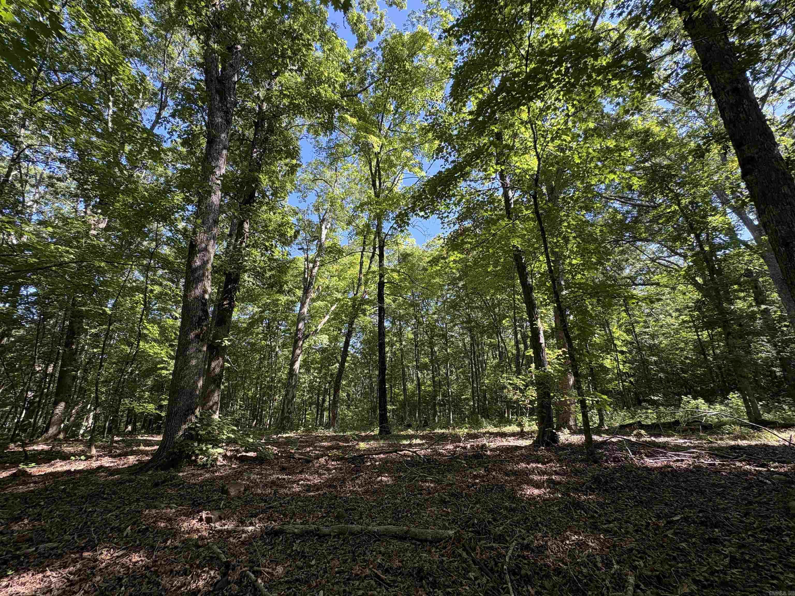 000 Fs 1548 Forest Property Photo 24