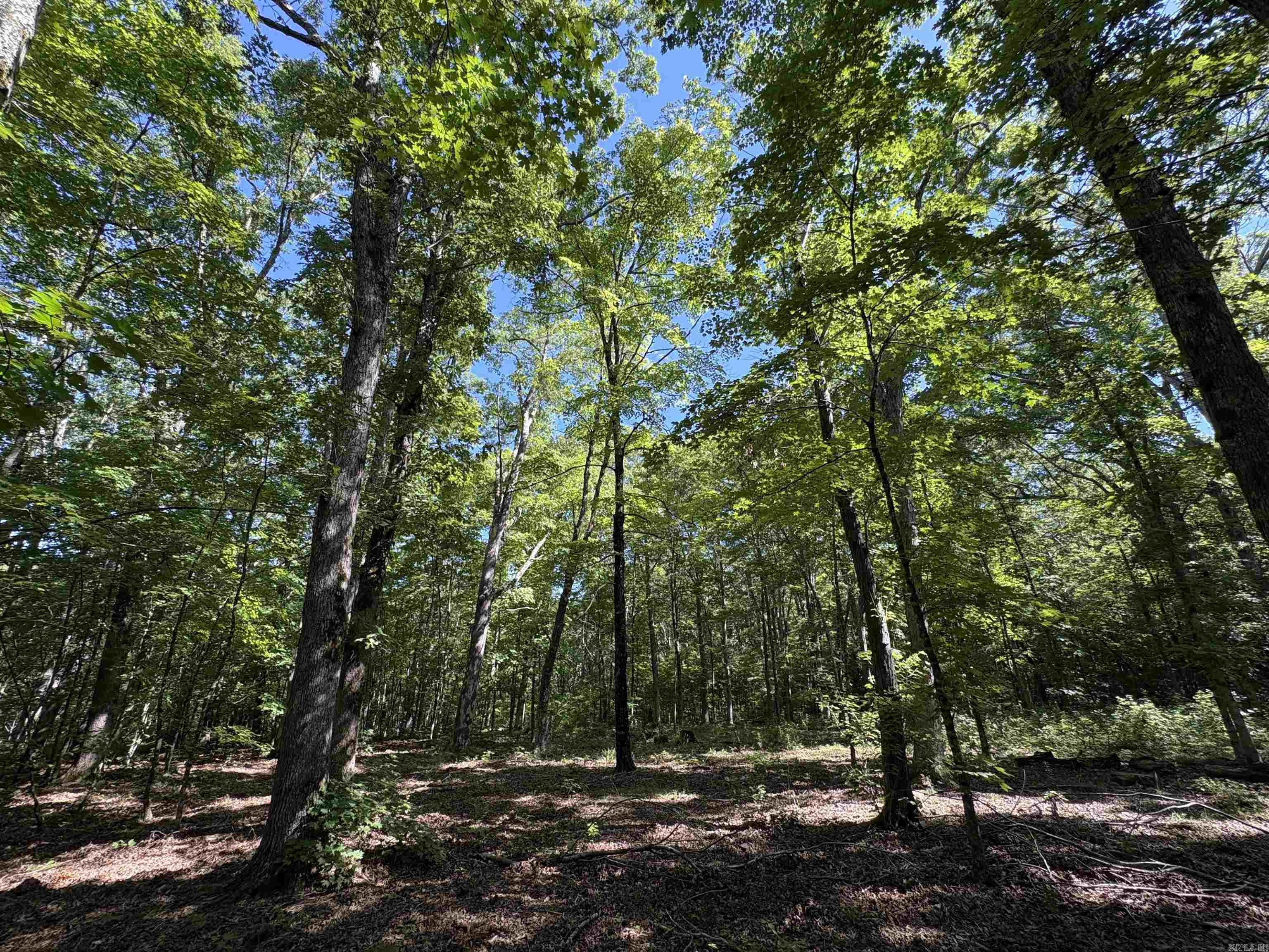 000 Fs 1548 Forest Property Photo 25