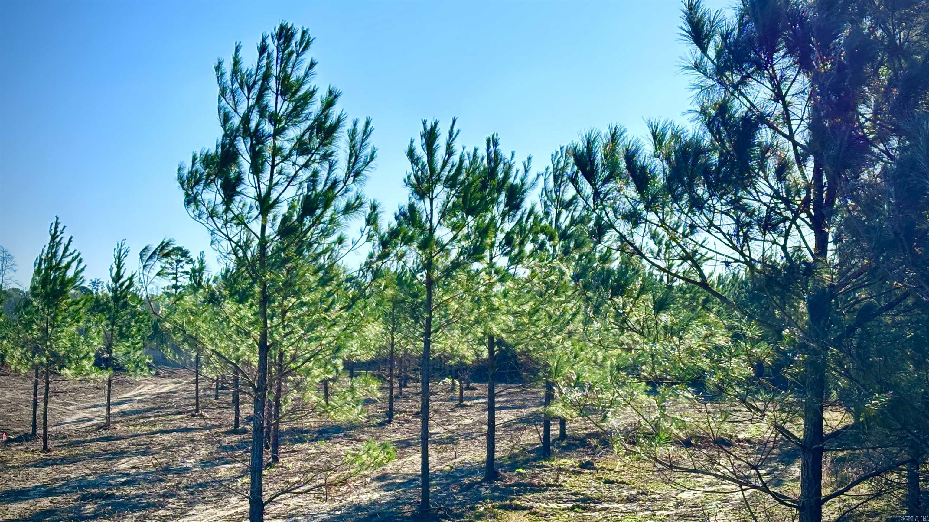 Tract 19 Avalon Lake Lane Property Photo 8