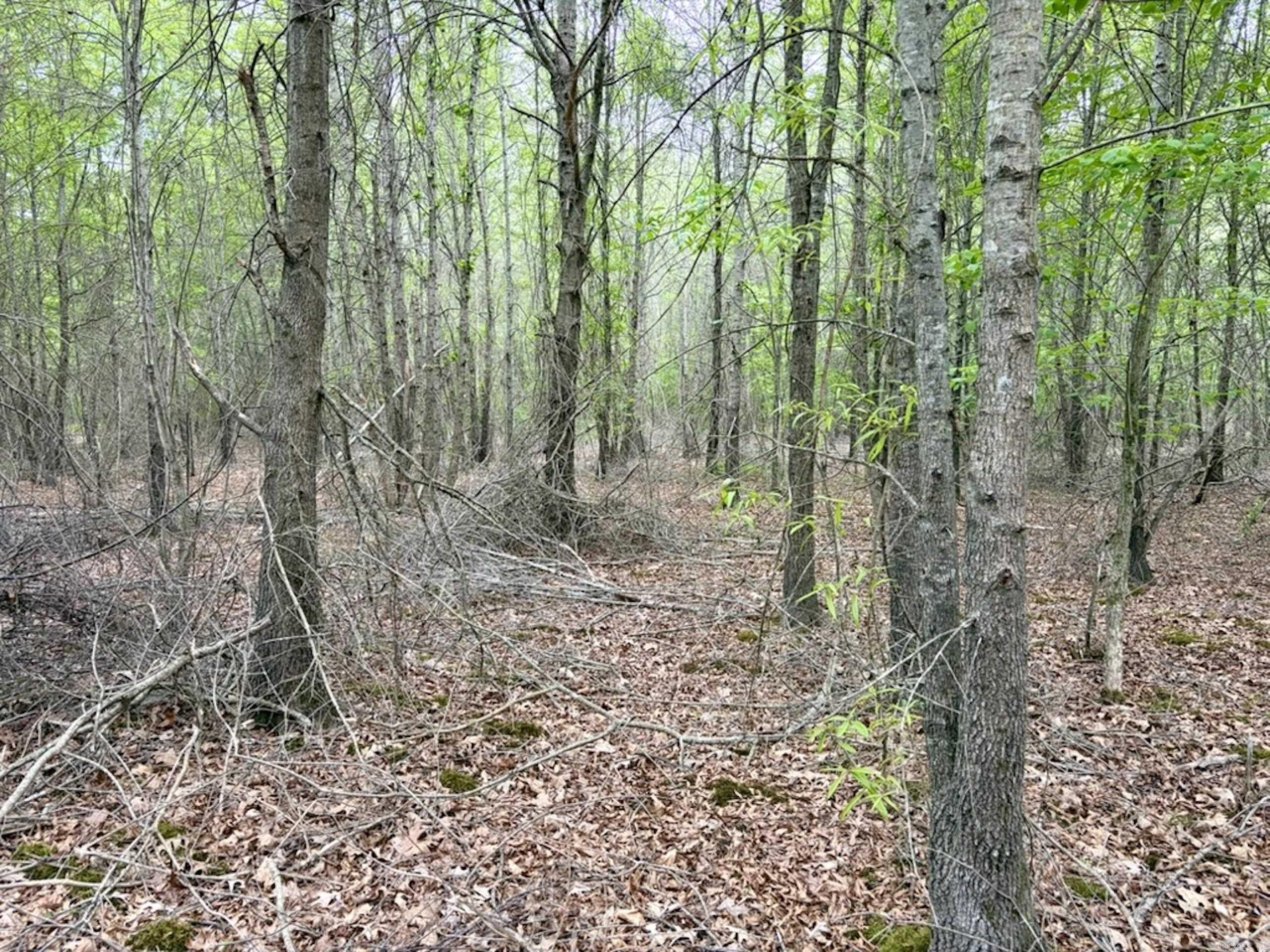 002 Drag Strip Road Property Photo 37