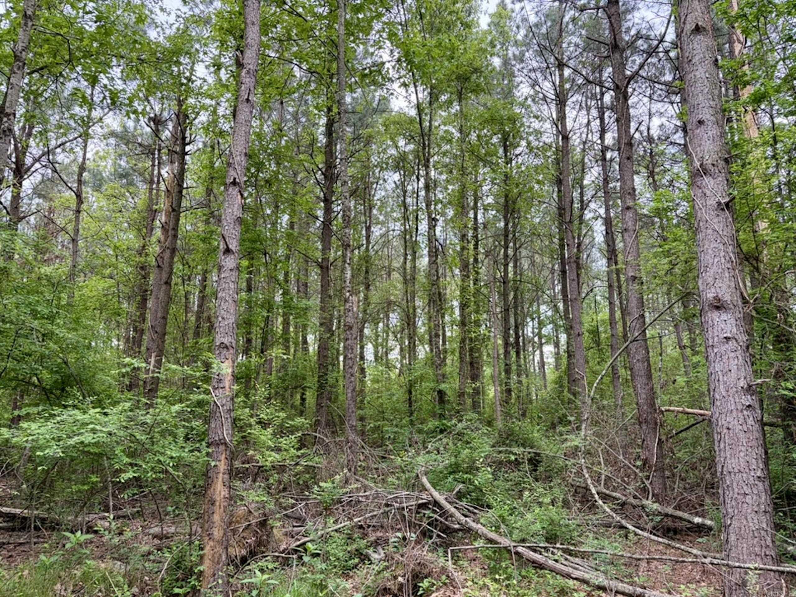 003 Drag Strip Road Property Photo 29