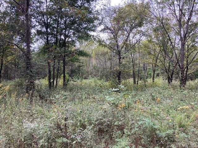 Tbd Cox Rd. Property Photo 4