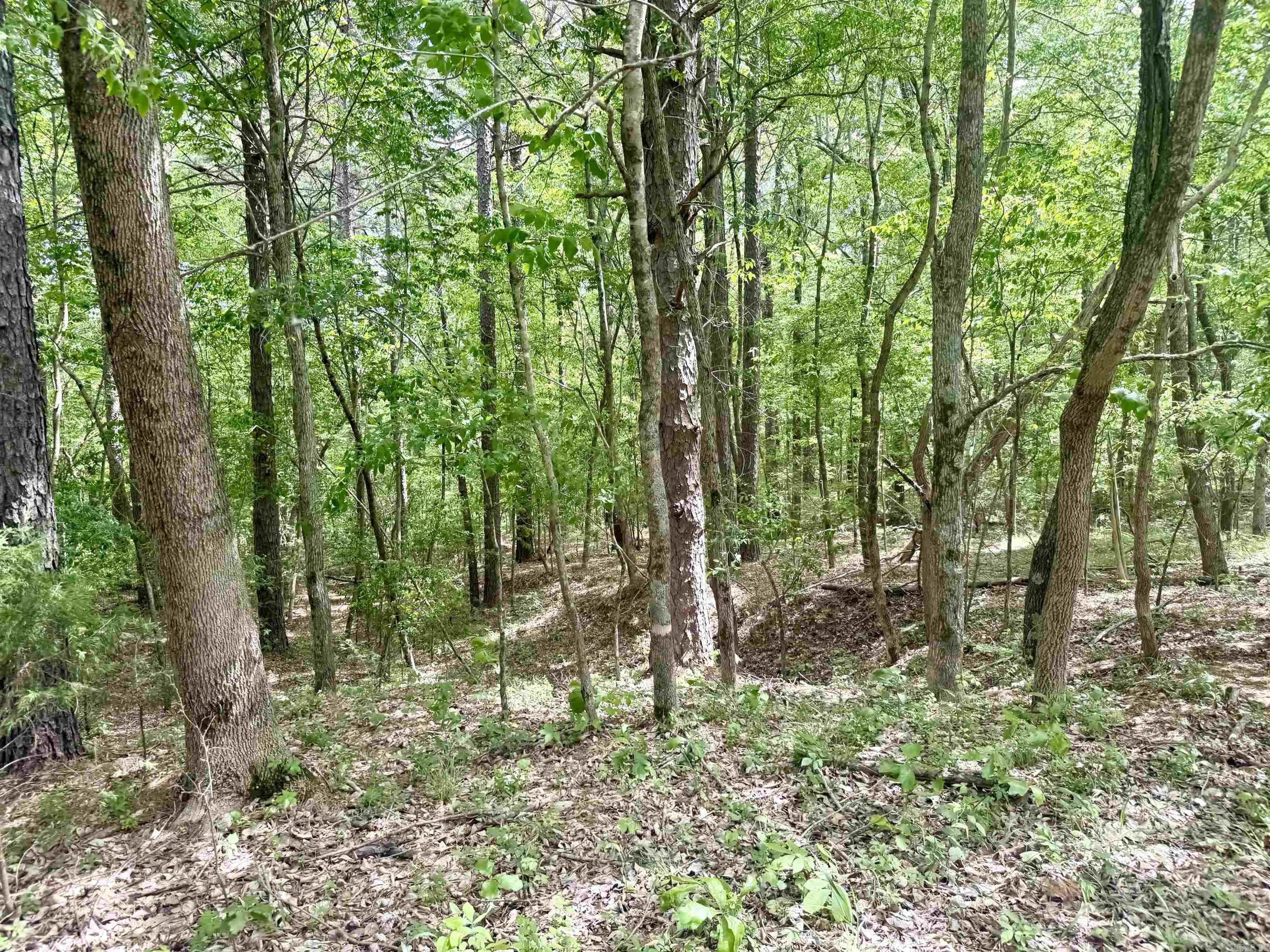 73.22 Acres Greene 620 Road Property Photo 6