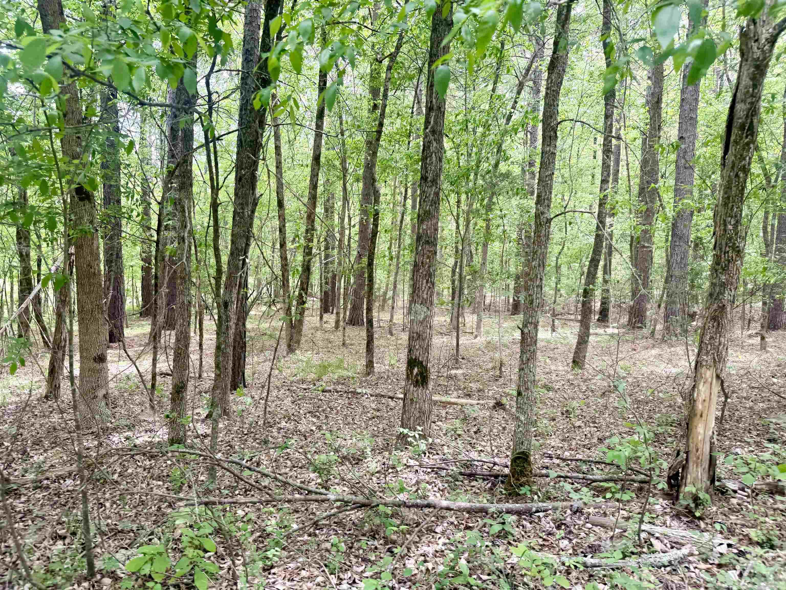 73.22 Acres Greene 620 Road Property Photo 7