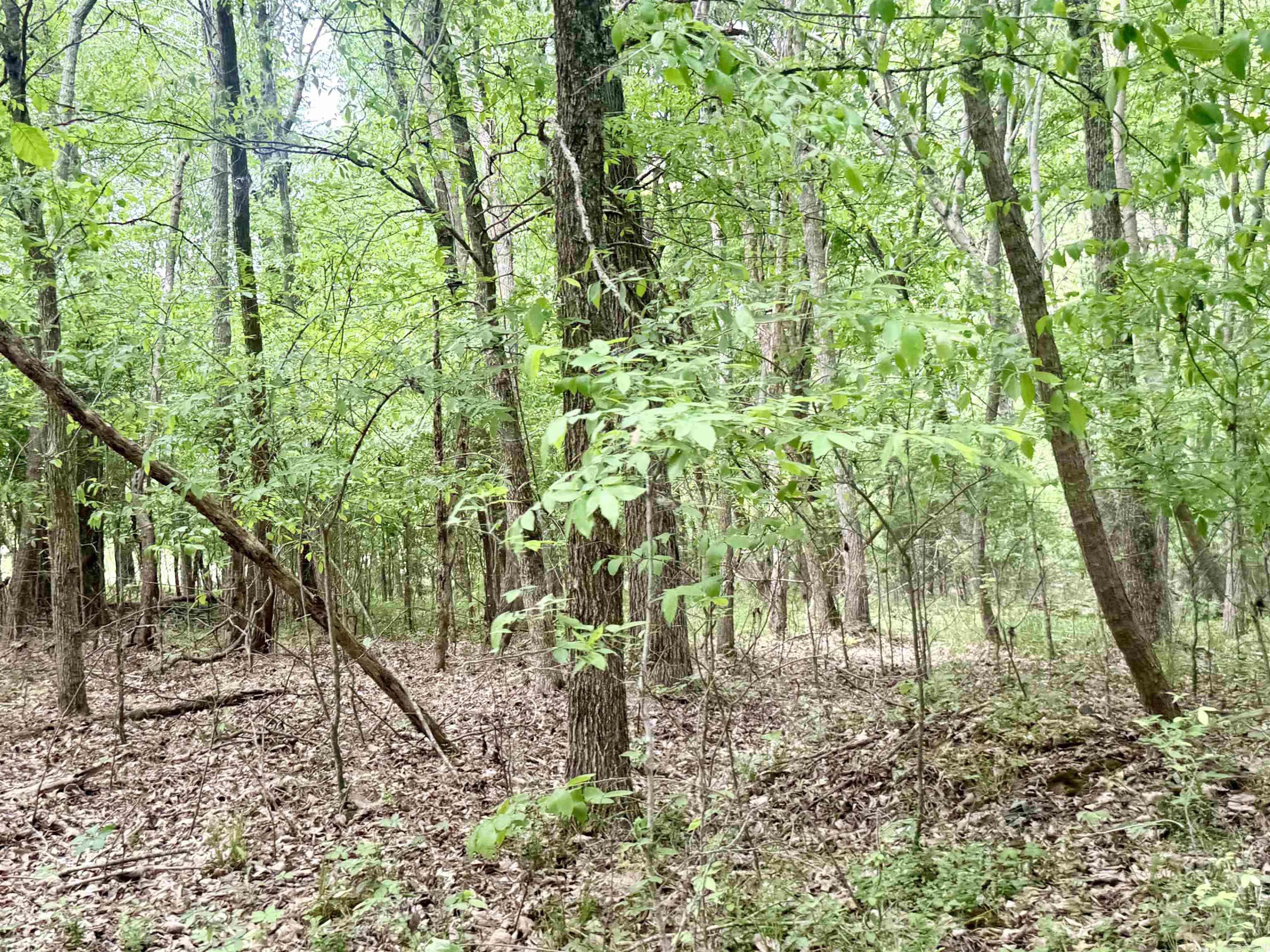 73.22 Acres Greene 620 Road Property Photo 8