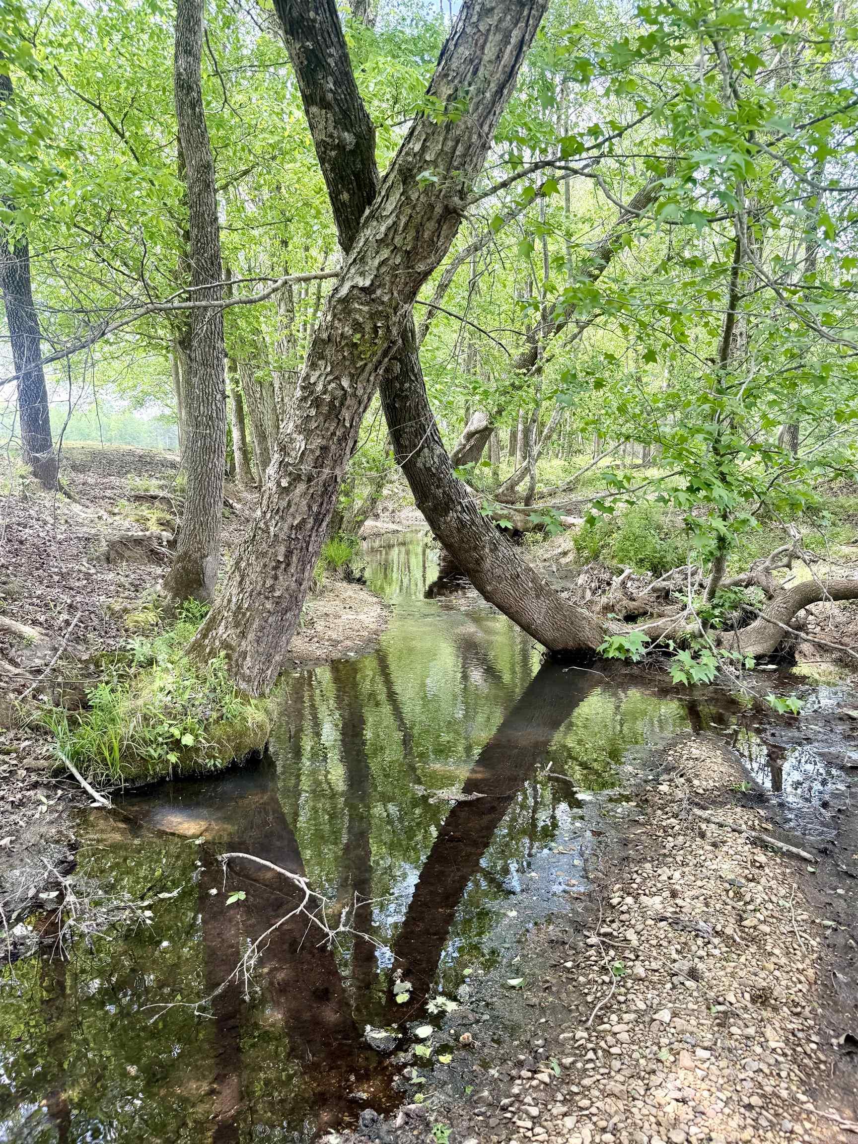 73.22 Acres Greene 620 Road Property Photo 16