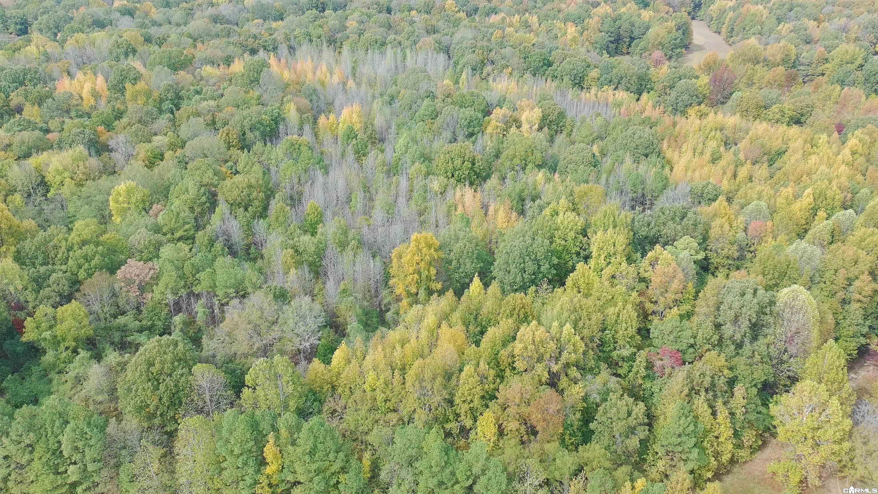 Tract 1 Greeene 628 Road 10.92 Ac Property Photo 10