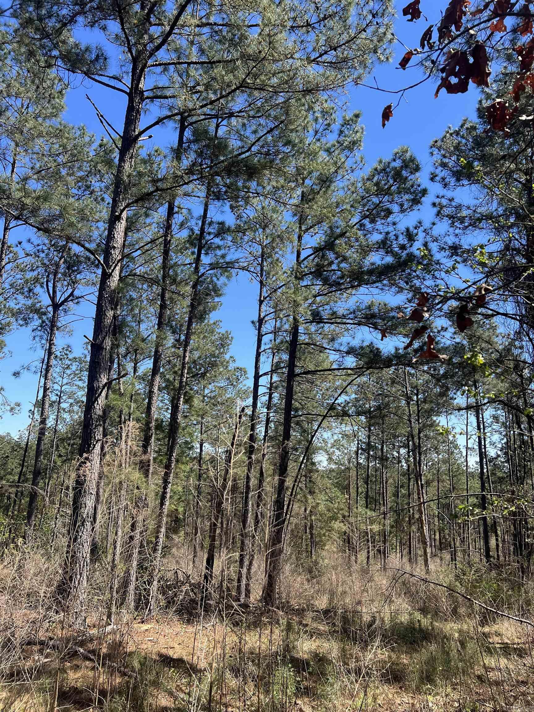 11-13-19 Ouachita Cr 183 Property Photo 2