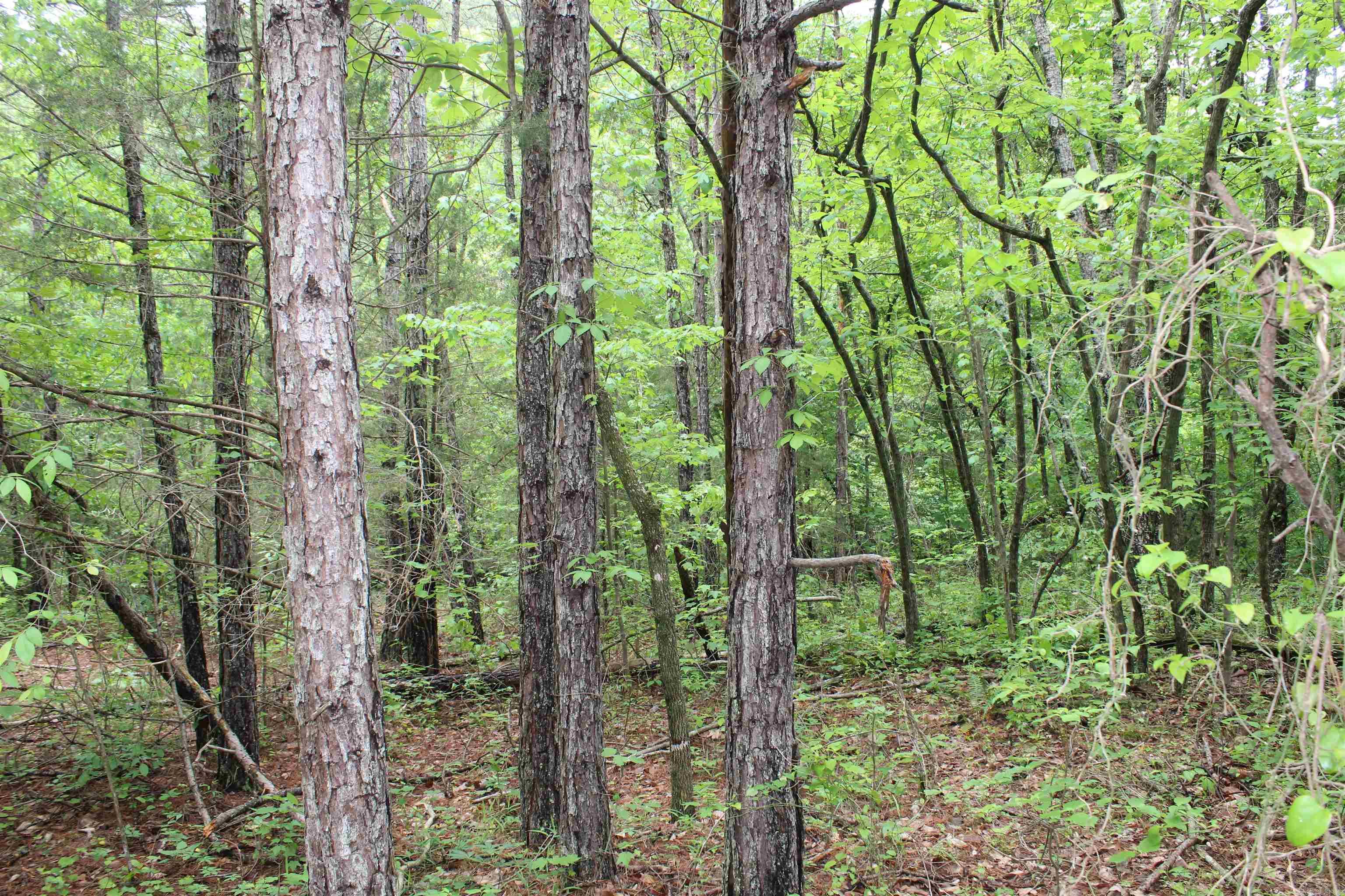 000 East Mountain Road Property Photo 8
