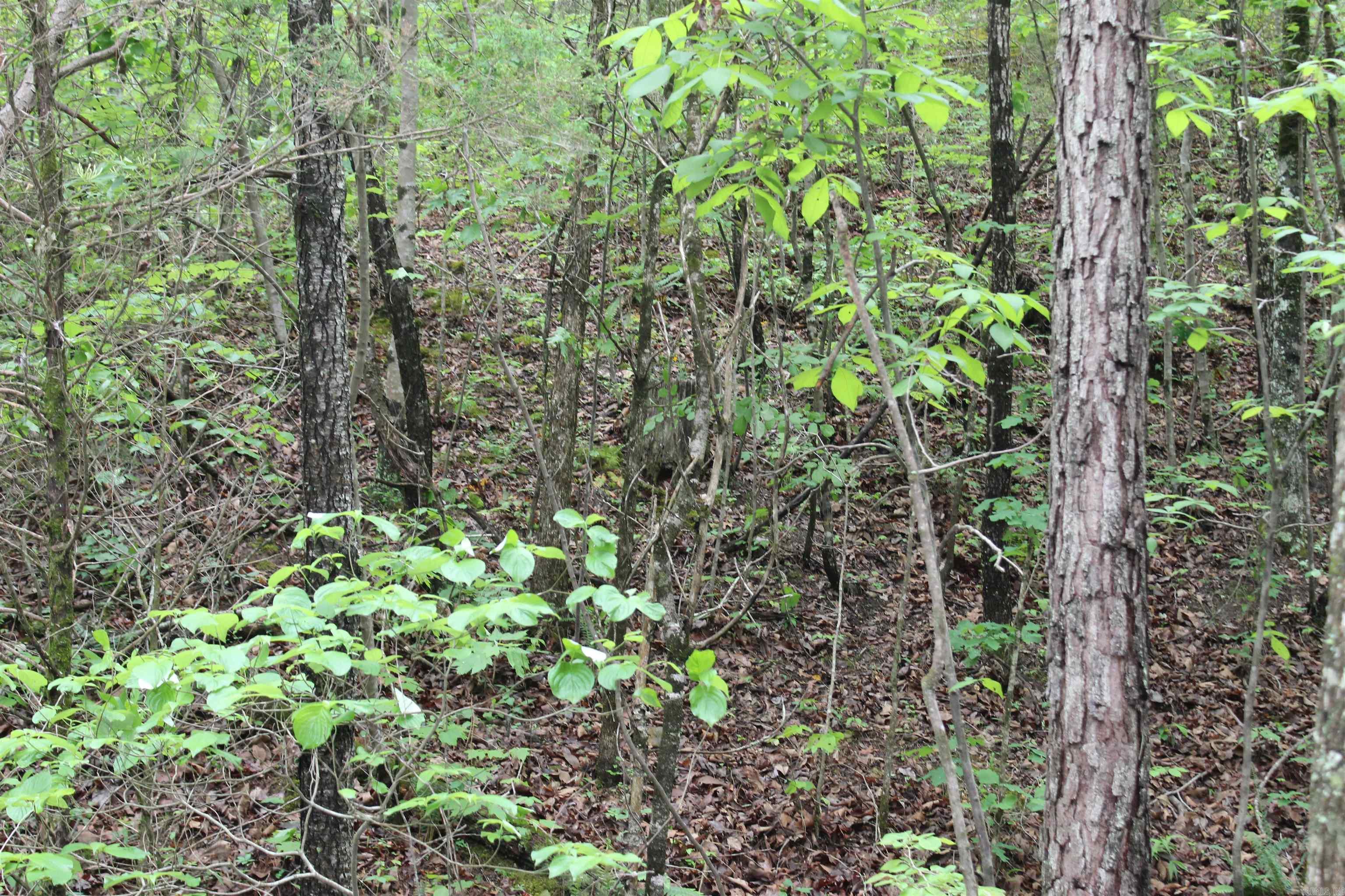 000 East Mountain Road Property Photo 18