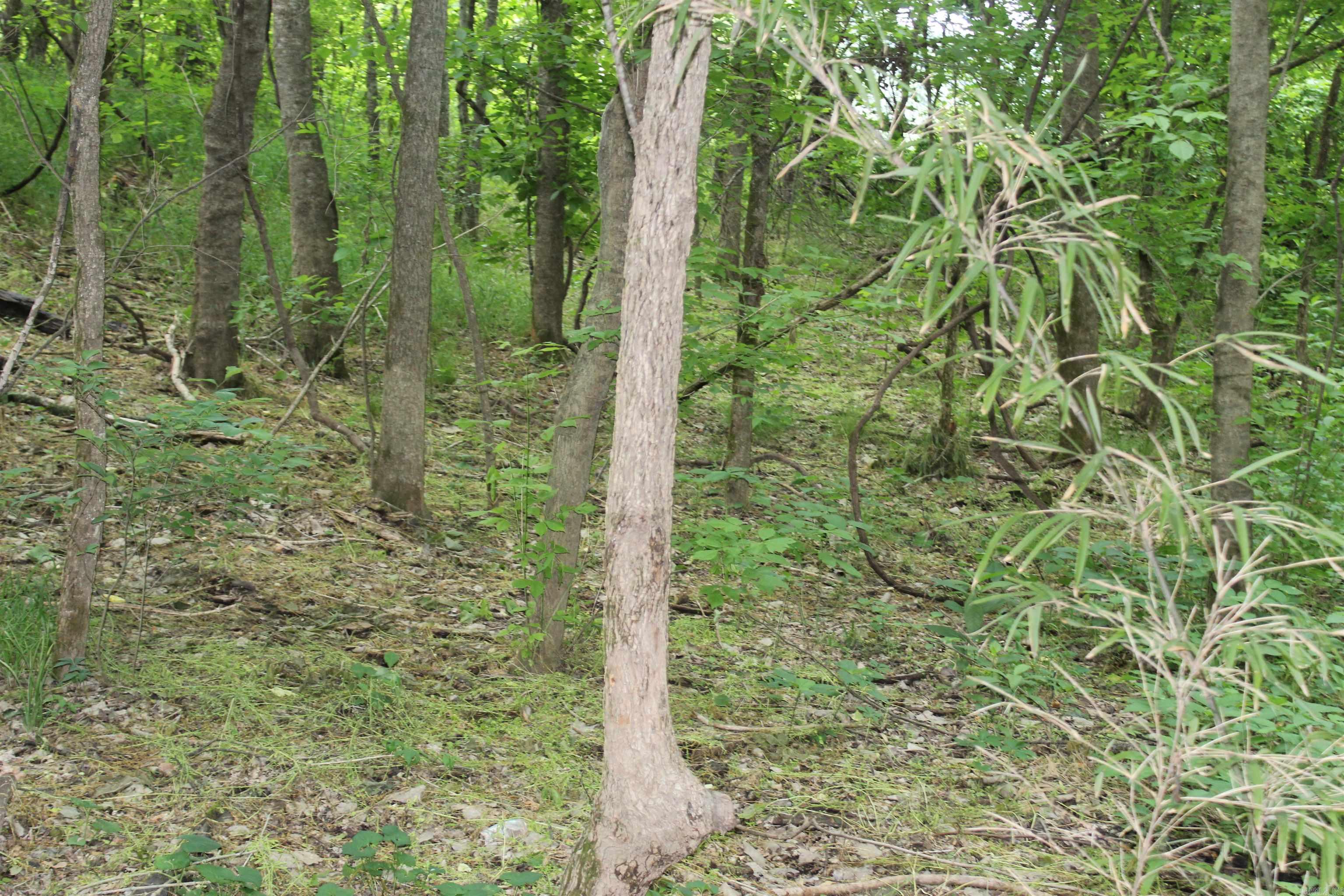 00 Cr 157 River Ridge Estates Property Photo 12