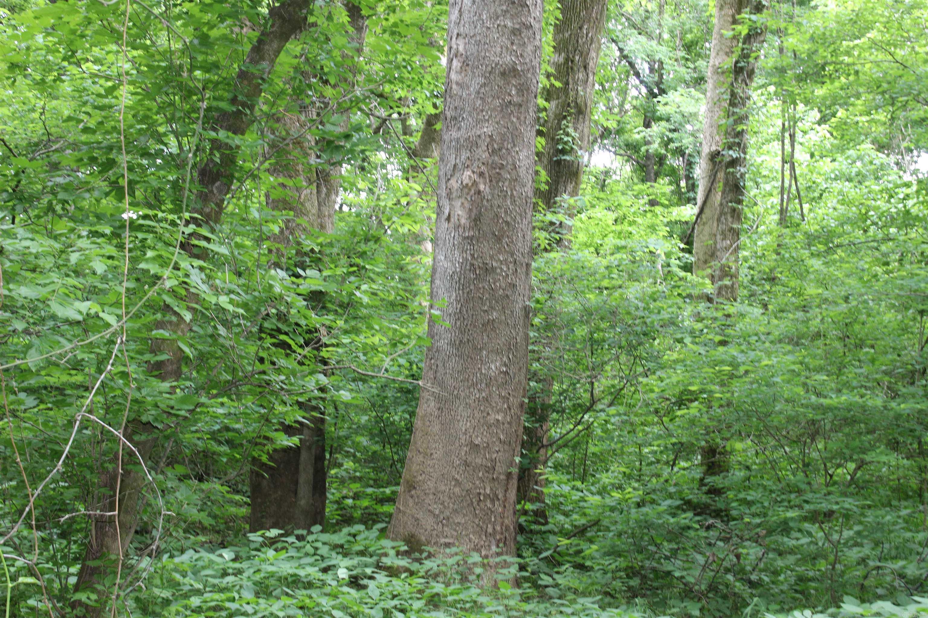 00 Cr 157 River Ridge Estates Property Photo 18